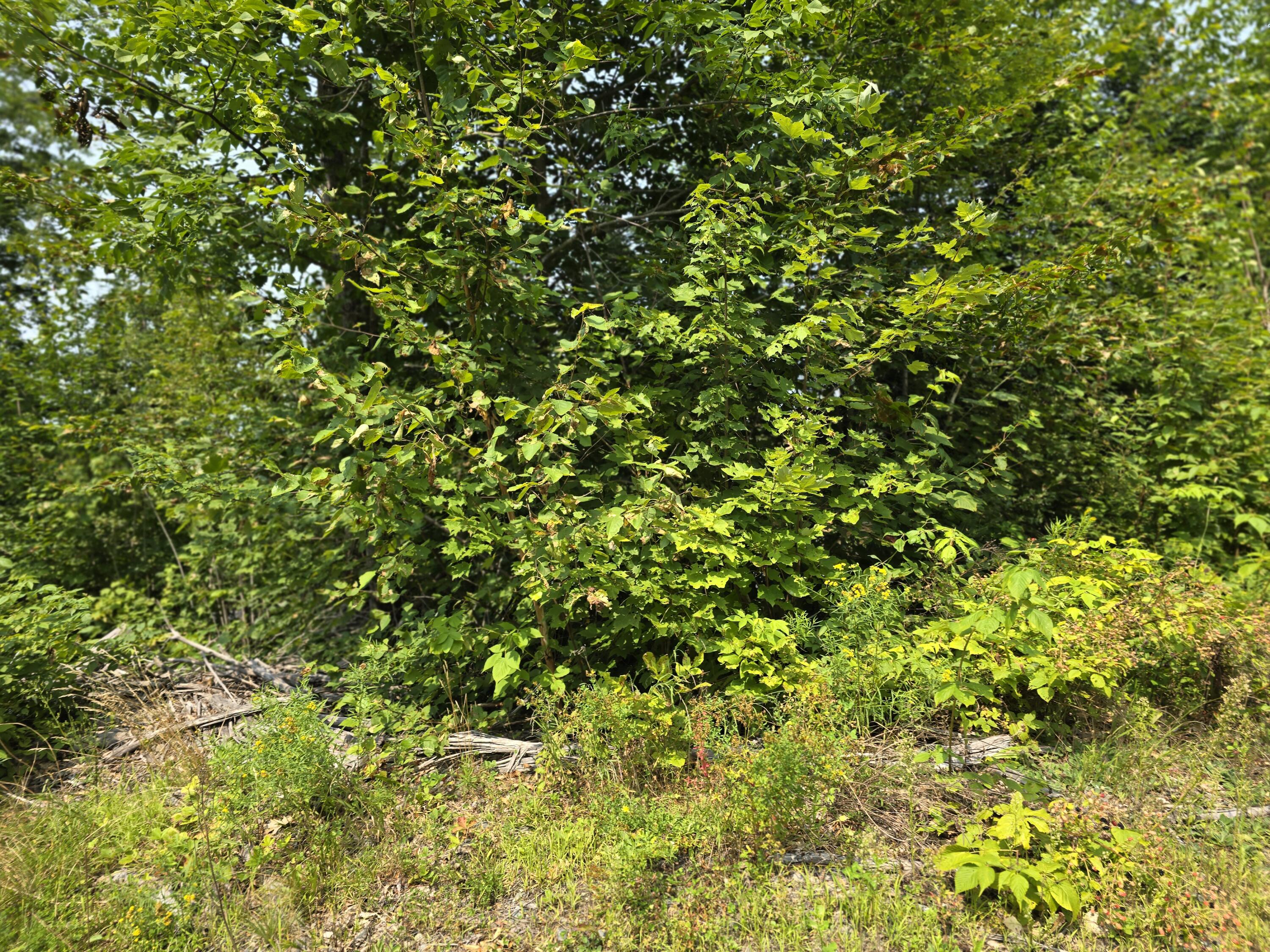 Lot7 Bear Brook Subdivision Property Photo 15