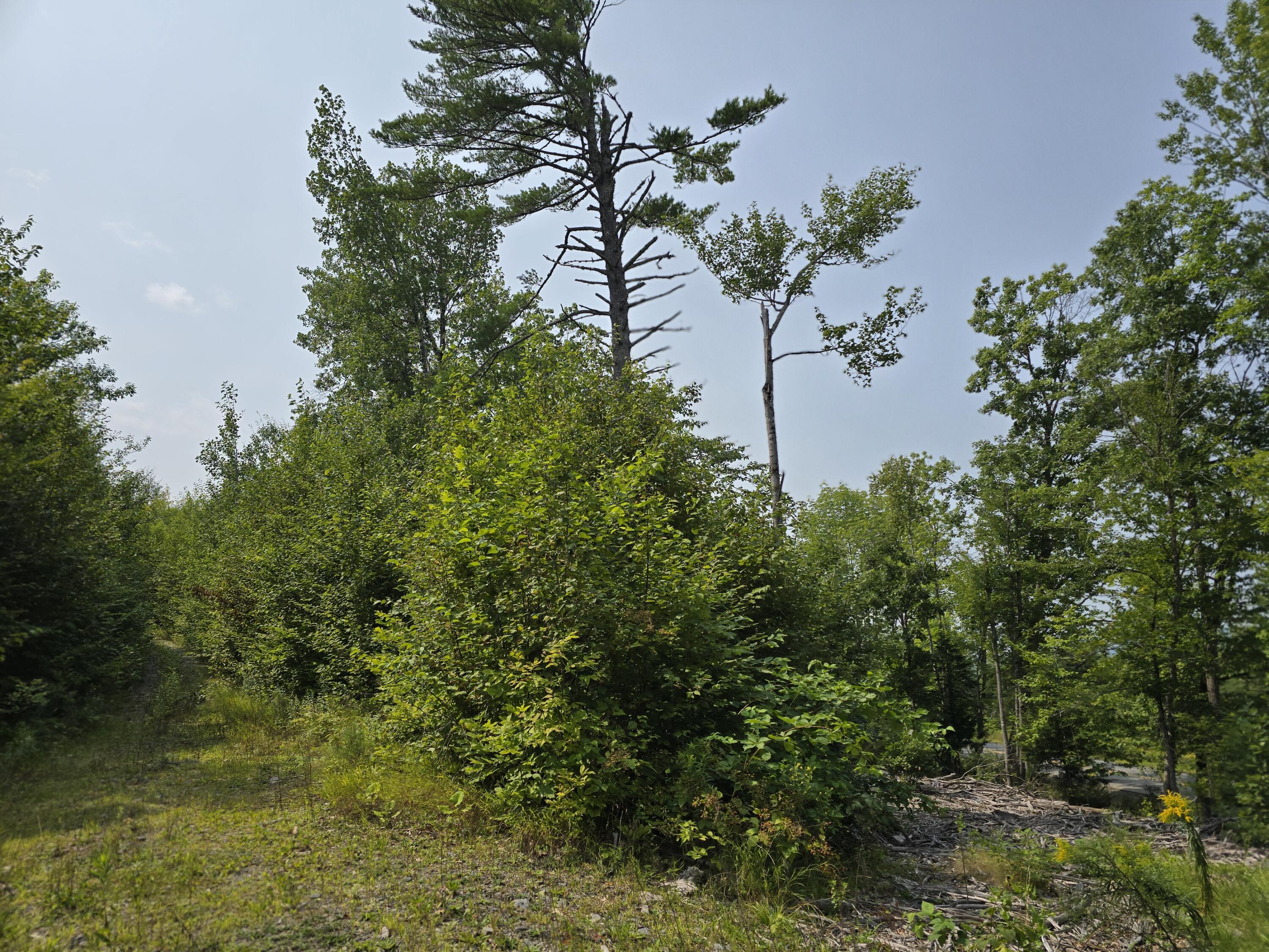 Lot7 Bear Brook Subdivision Property Photo 16