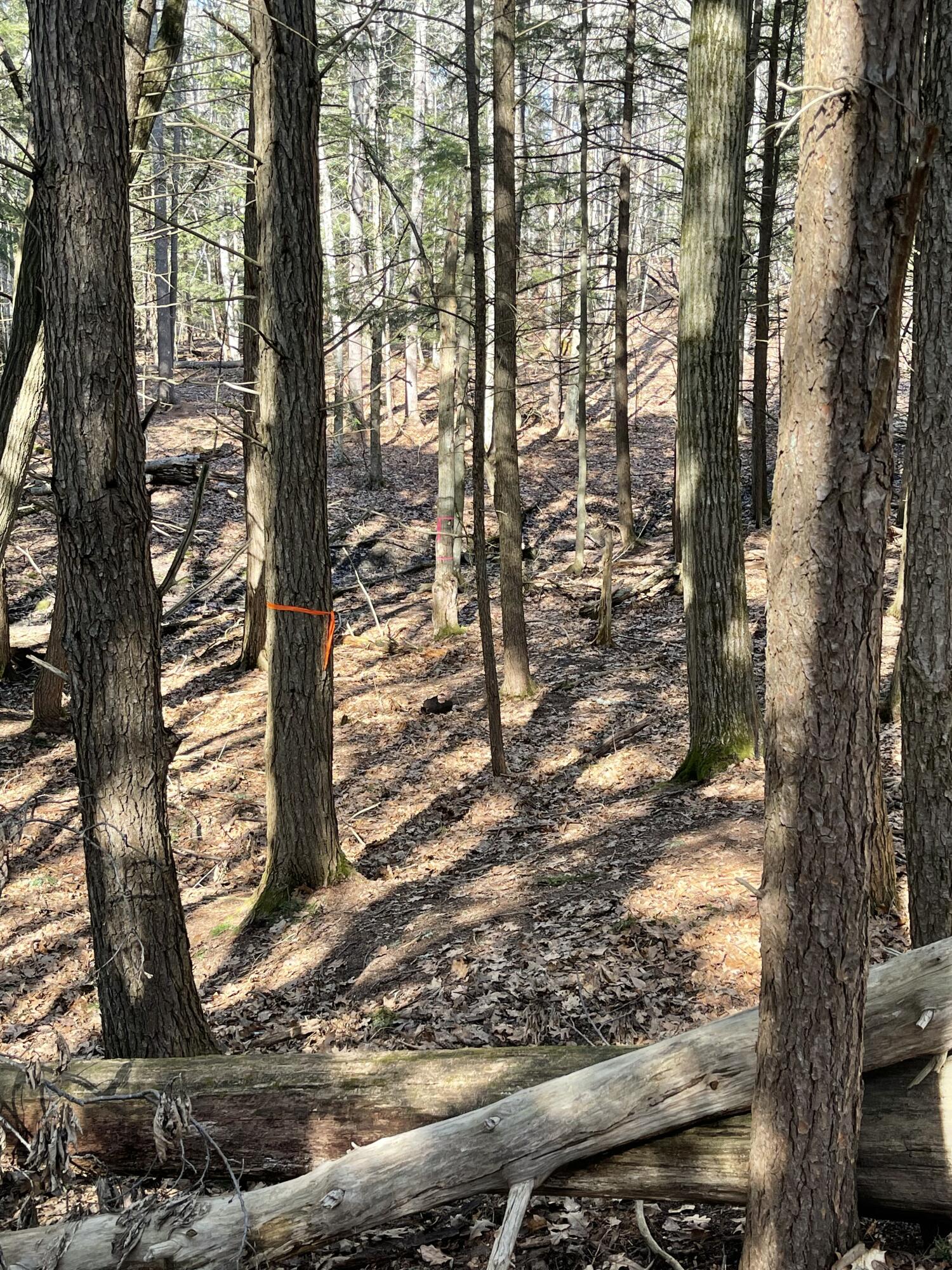 163a Highland Cliff Road Property Photo 7