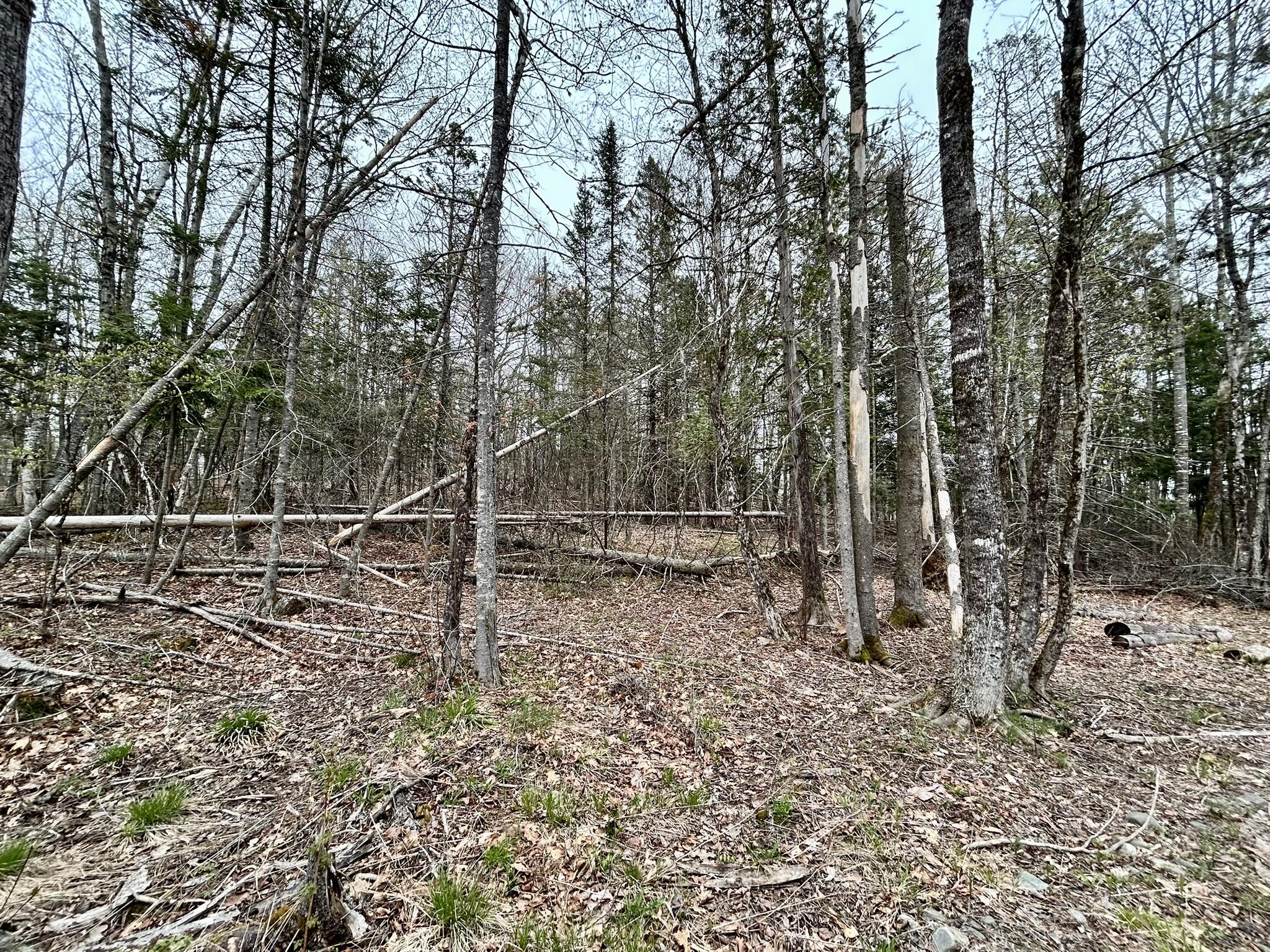 Map 11 Lot 8 Gray Road Property Photo 15