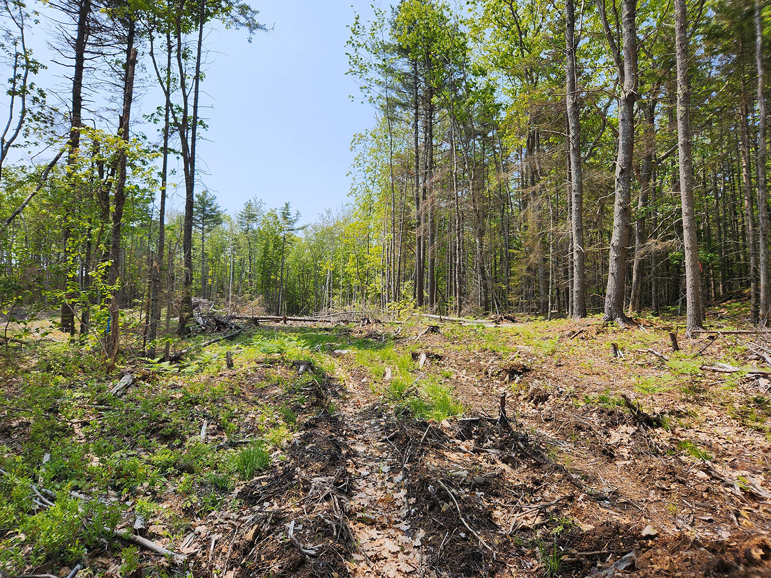 Lot 2 Woodland Drive Property Photo 3