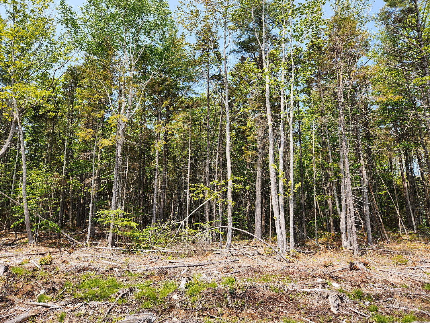 Lot 2 Woodland Drive Property Photo 4