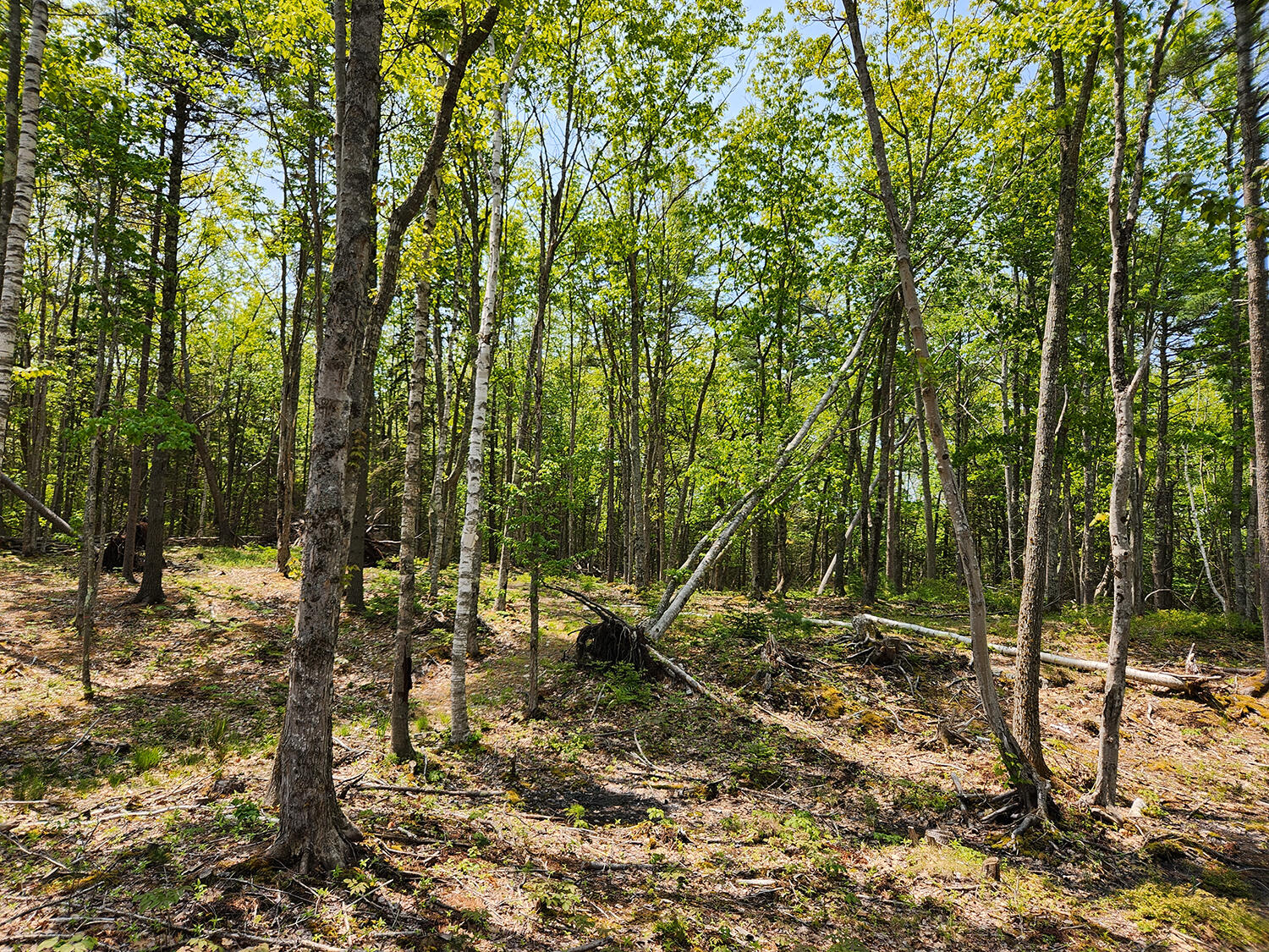 Lot 2 Woodland Drive Property Photo 6