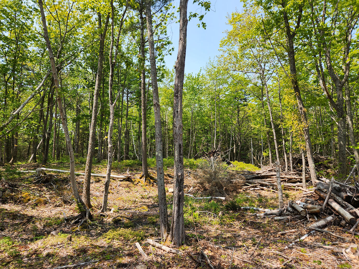 Lot 2 Woodland Drive Property Photo 7