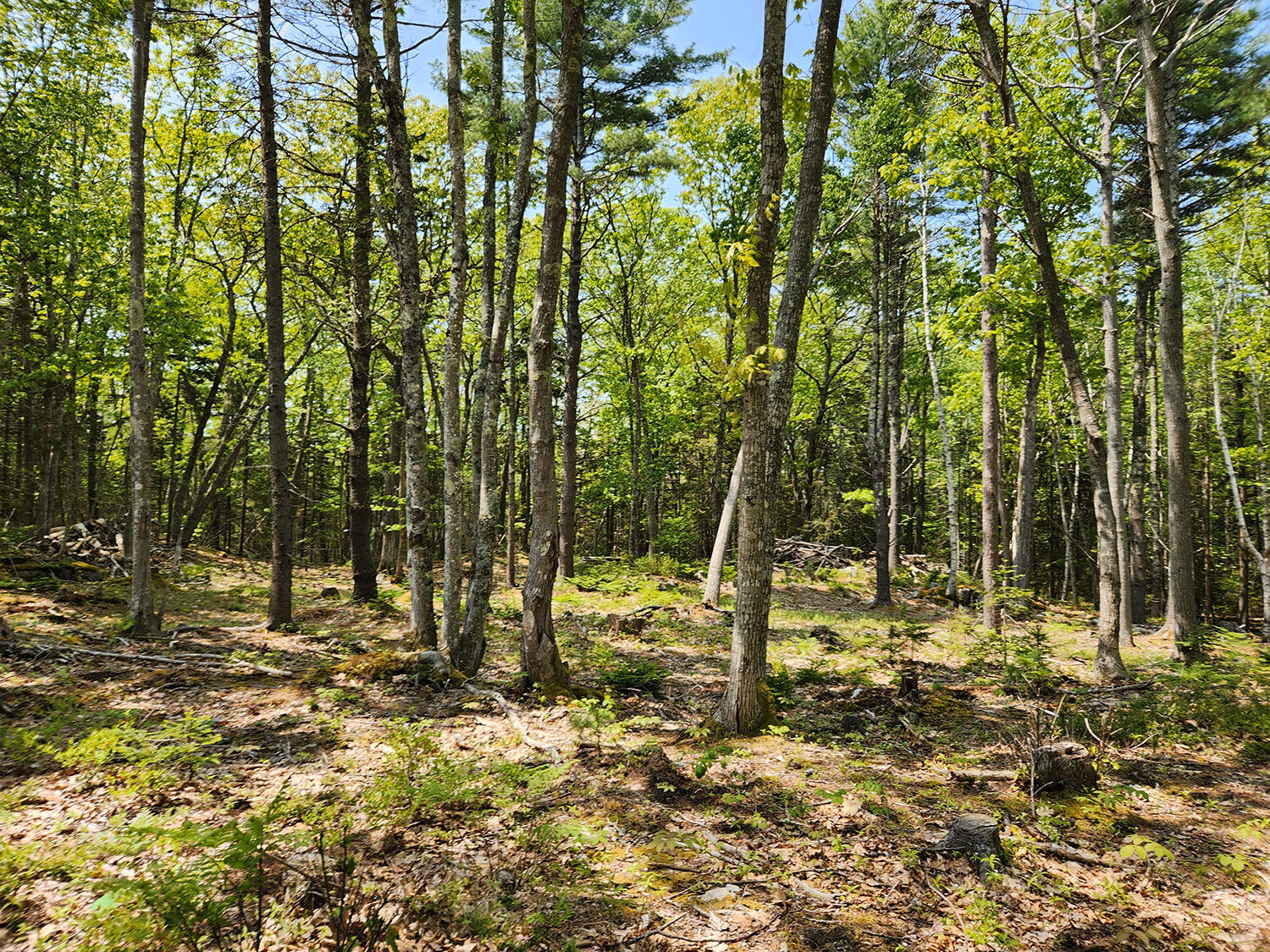 Lot 2 Woodland Drive Property Photo 9