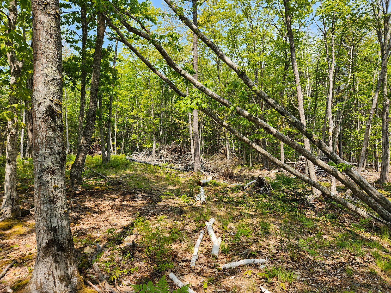 Lot 2 Woodland Drive Property Photo 10