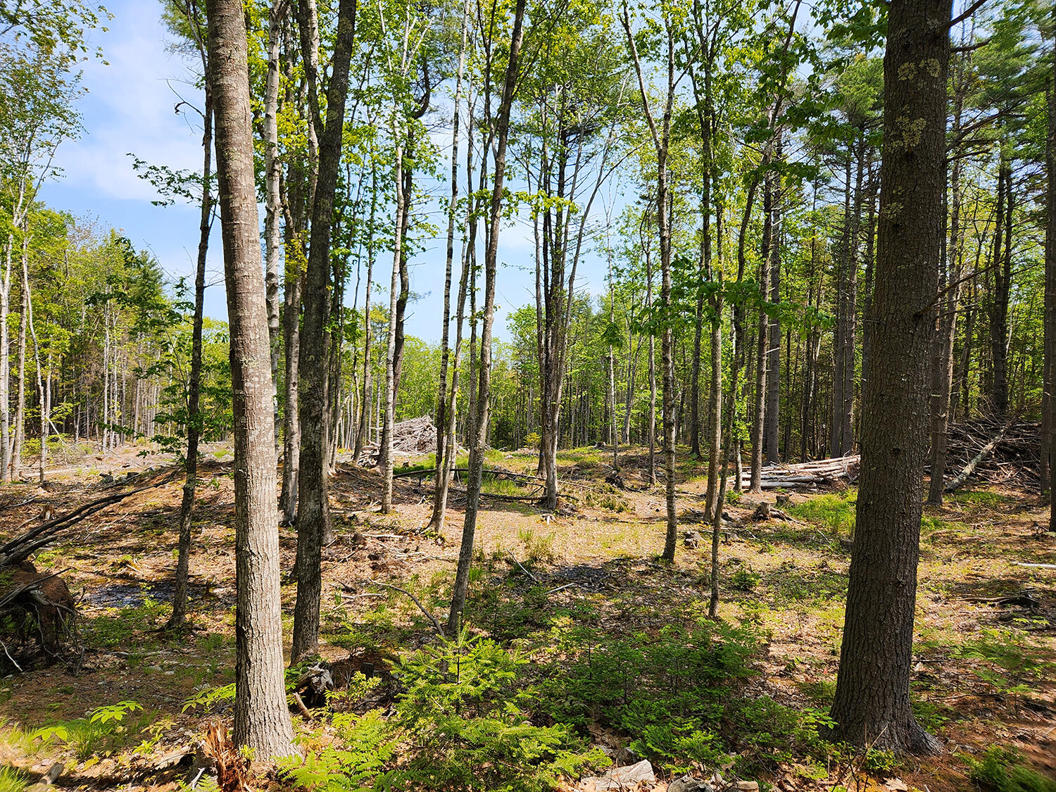 Lot 2 Woodland Drive Property Photo 11