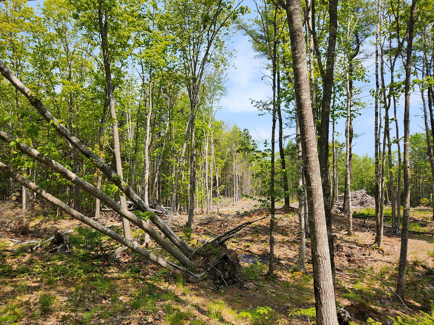 Lot 2 Woodland Drive Property Photo 12
