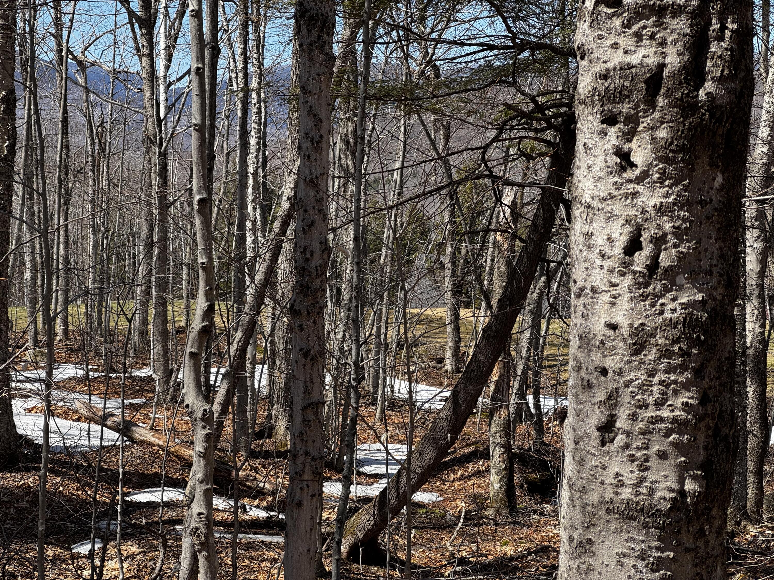 Lot 26 Wilderness Drive Property Photo 7