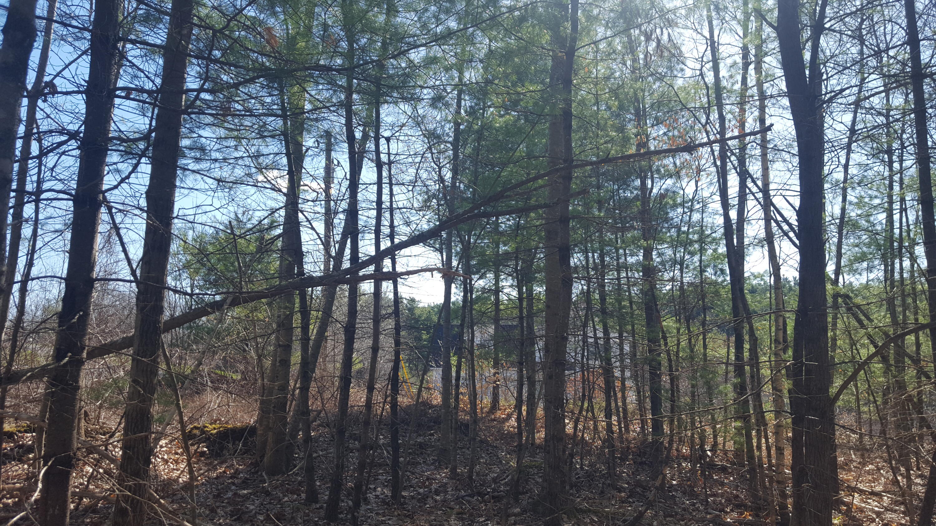 79 Mitchell Hill Road Road Property Photo 14
