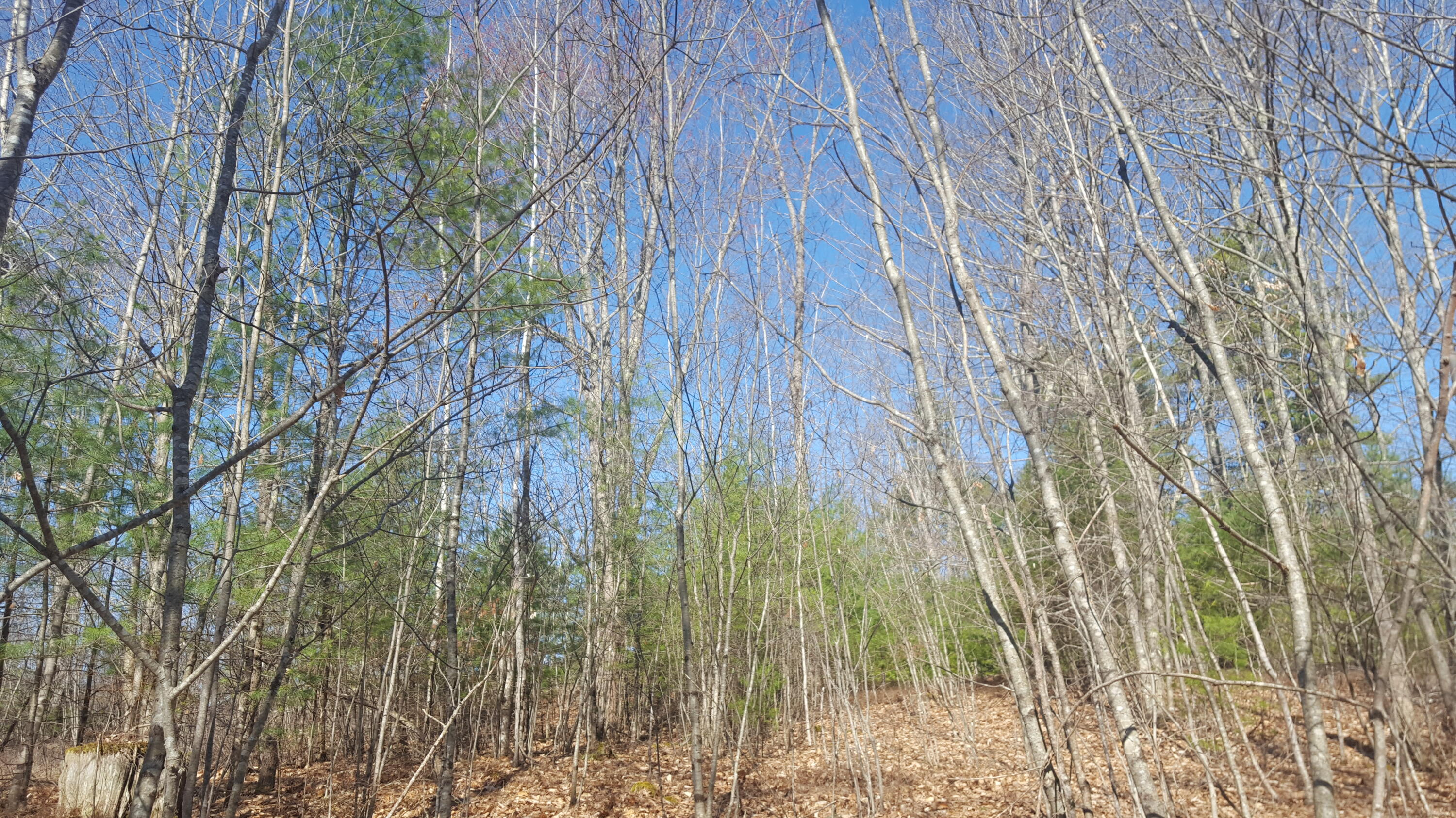79 Mitchell Hill Road Road Property Photo 20