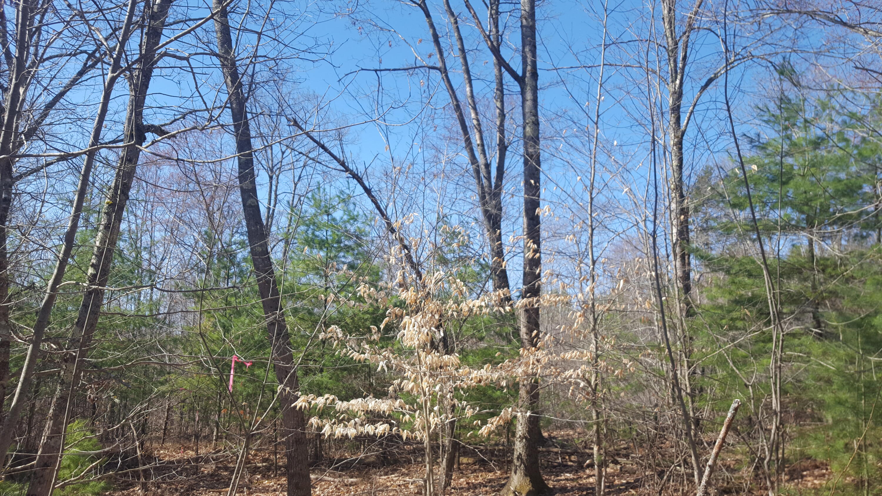 79 Mitchell Hill Road Road Property Photo 22
