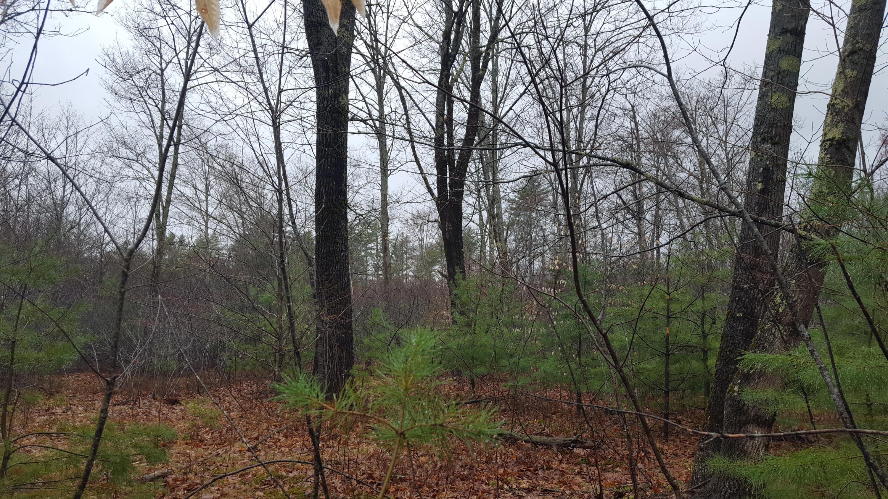79 Mitchell Hill Road Road Property Photo 29