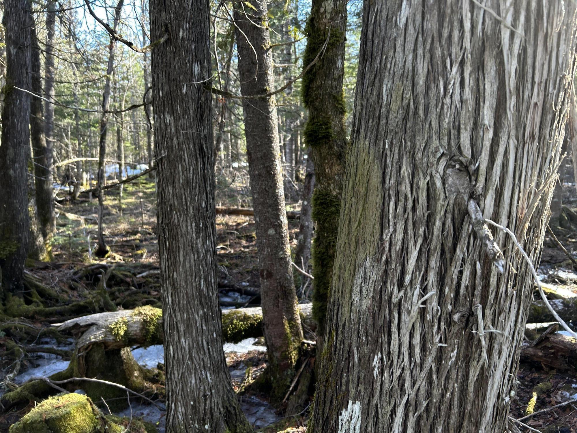 Map5lot1 Silvers Mills Road Property Photo 6