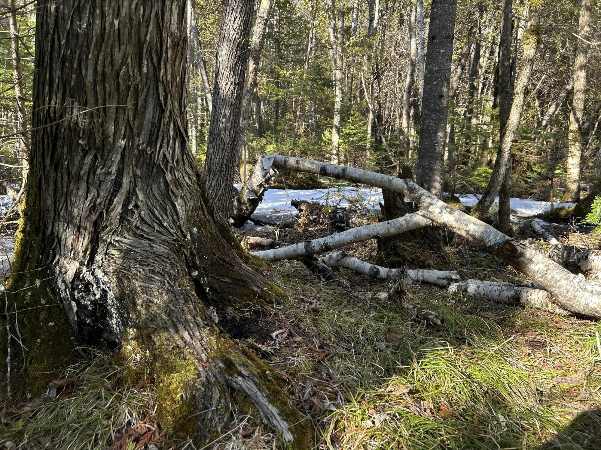 Map5lot1 Silvers Mills Road Property Photo 23