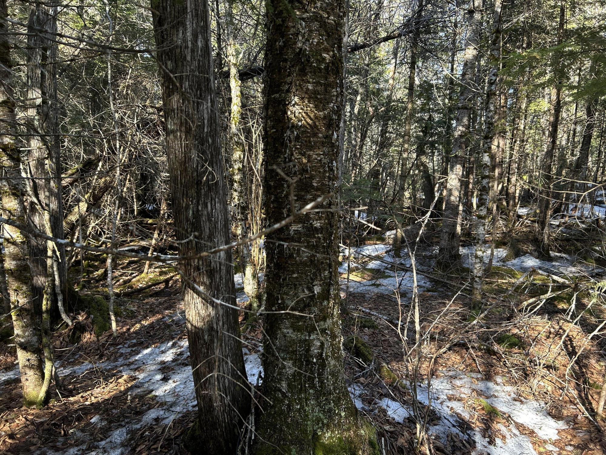 Map5lot1 Silvers Mills Road Property Photo 25