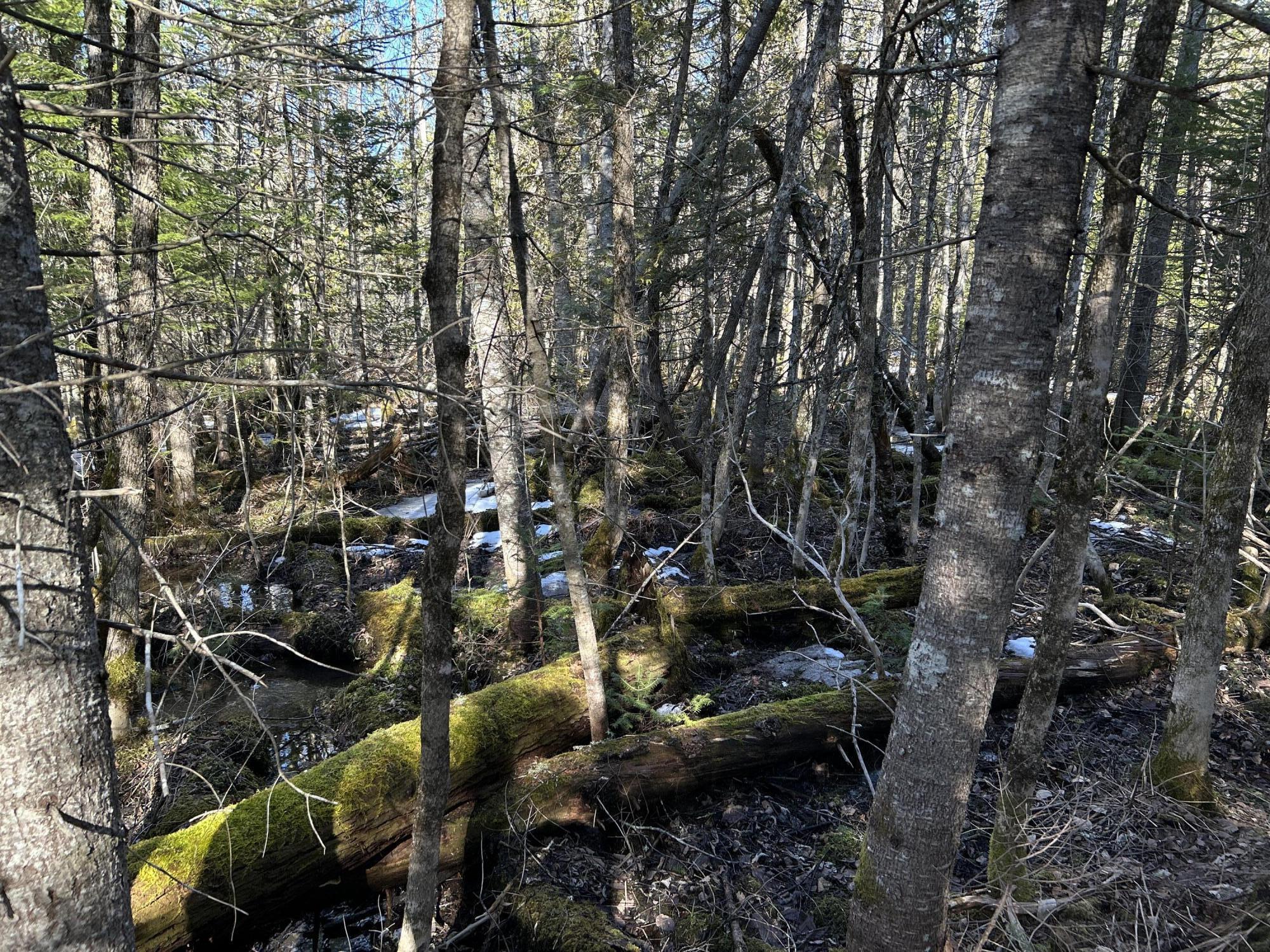 Map5lot1 Silvers Mills Road Property Photo 26