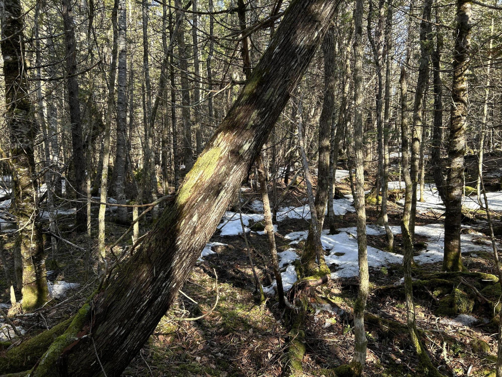 Map5lot1 Silvers Mills Road Property Photo 27