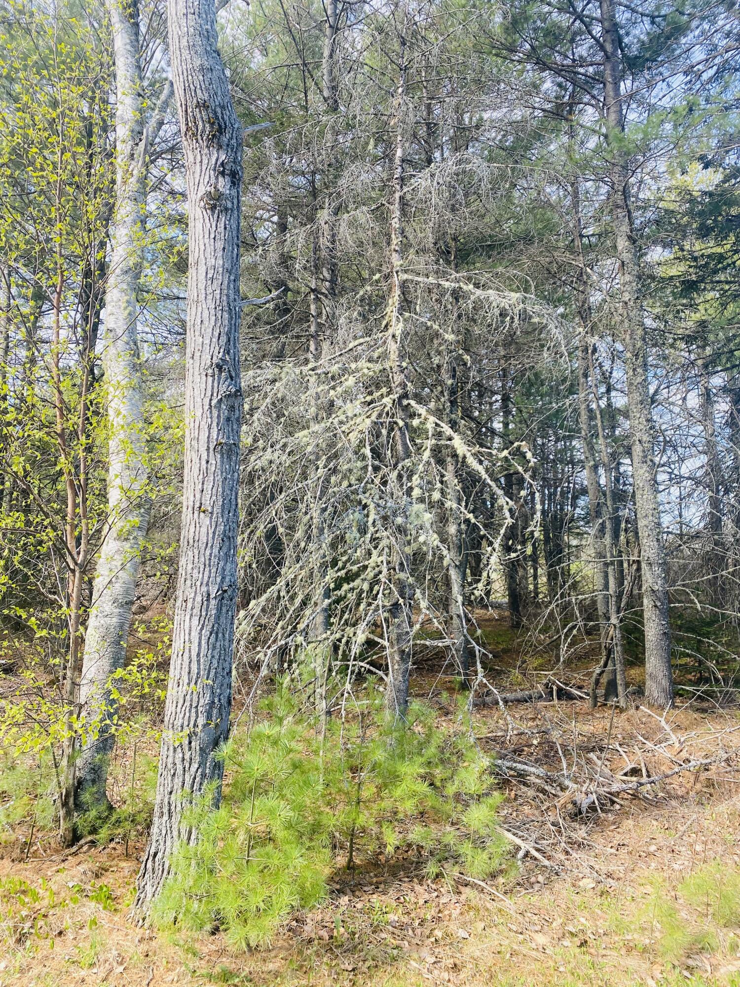 145 (#12) Pine Ledge Road Property Photo 4