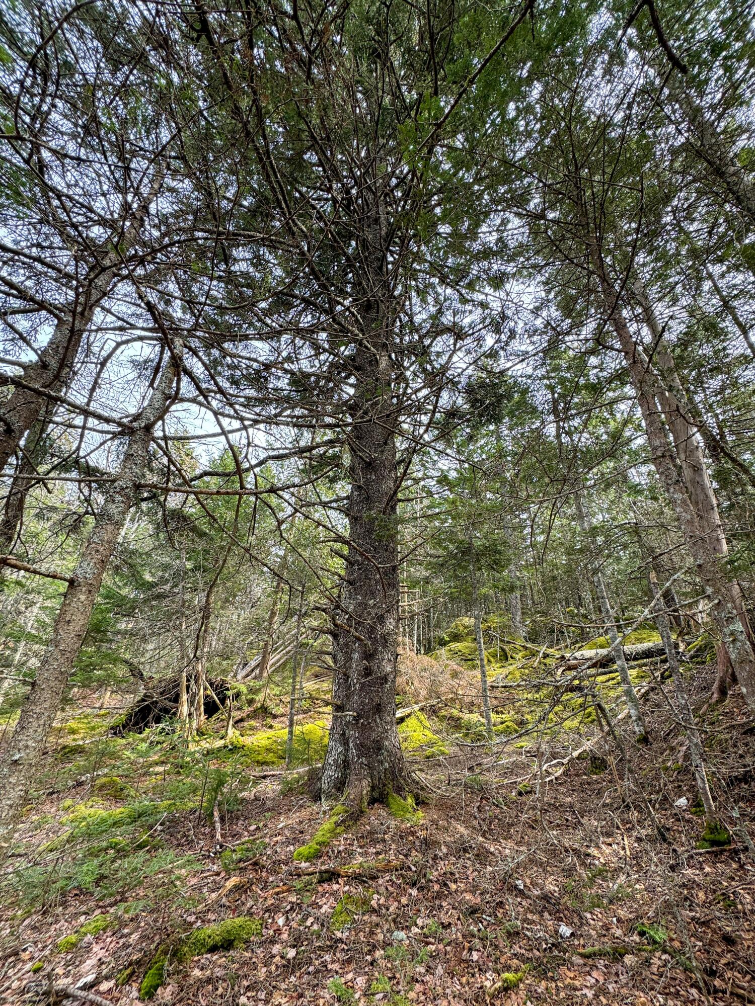 Lot 8 Number 9 Road Property Photo 9