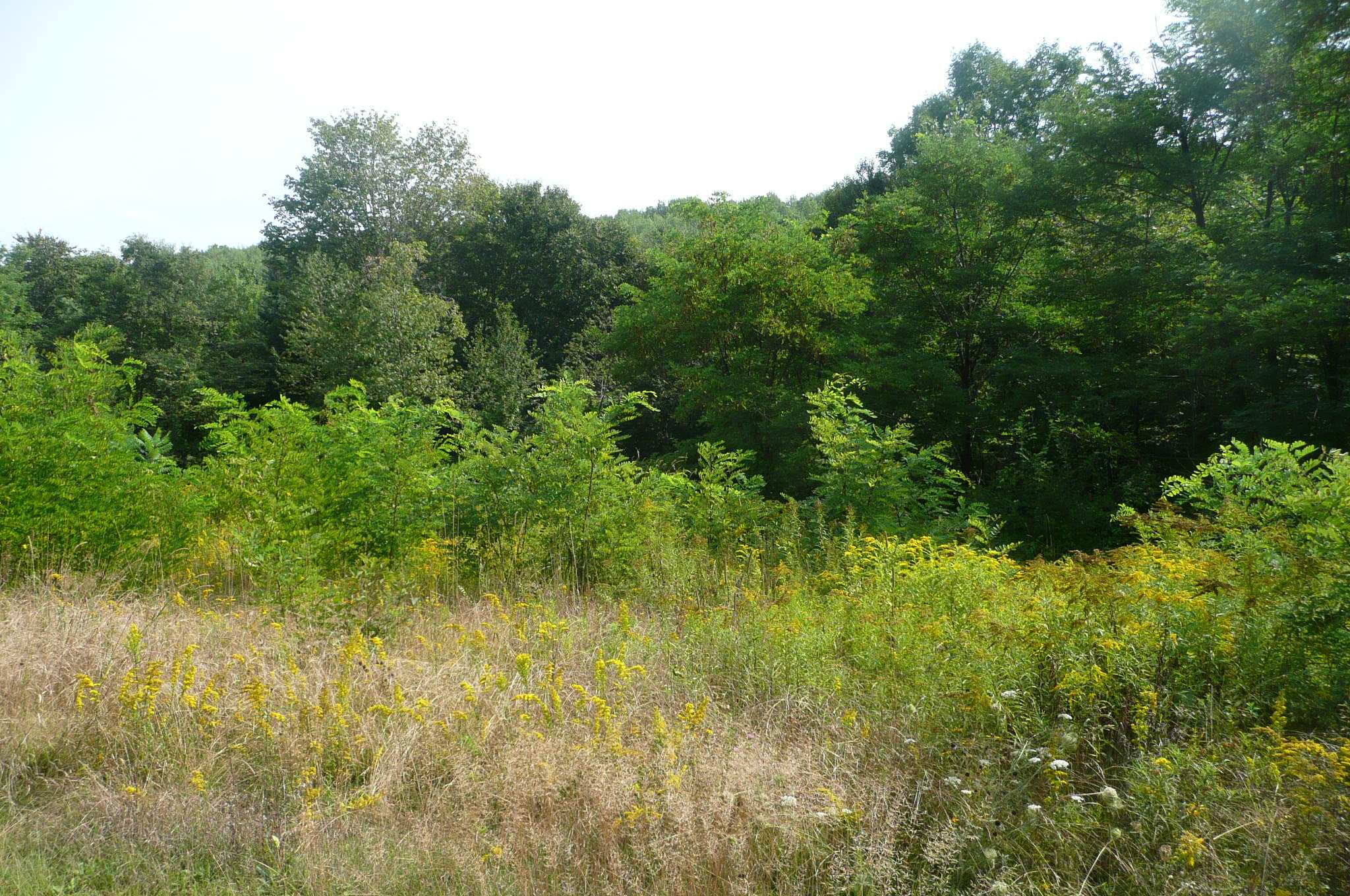 Lots B&c Hanslip Road Property Photo 9