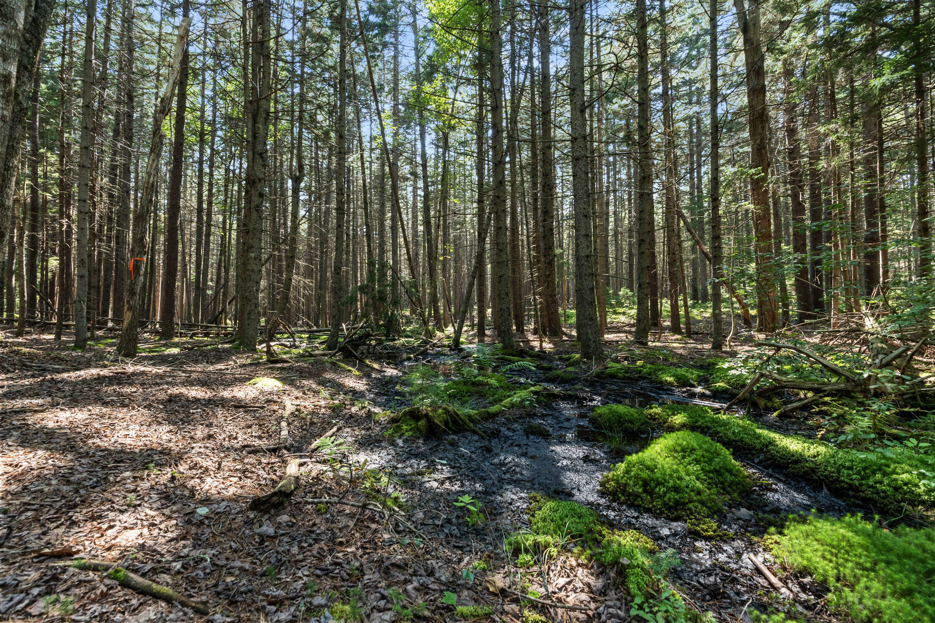 Lot 2b Allen Point Road Property Photo 8
