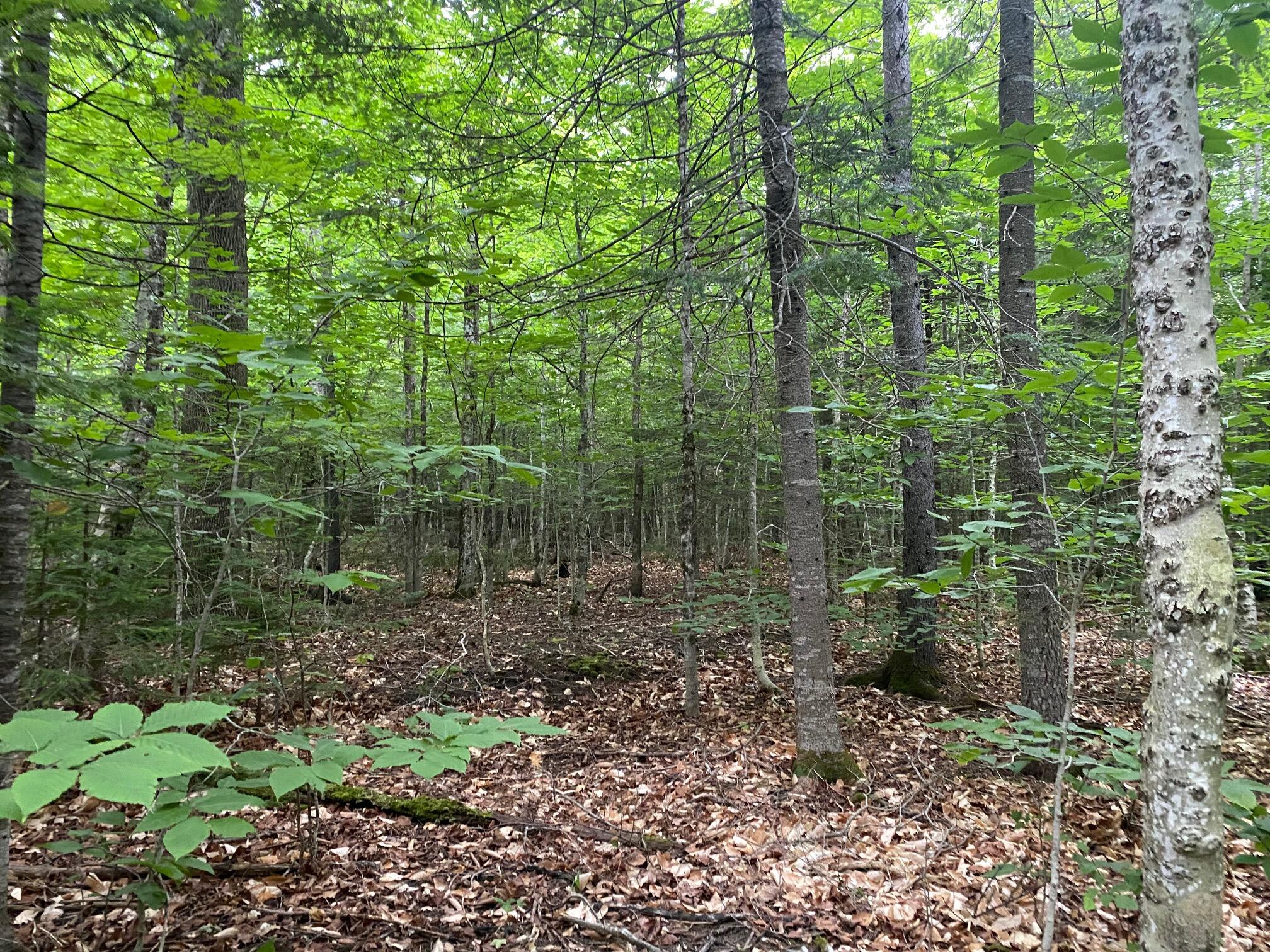 Lot 29 Scammon Road Property Photo 1