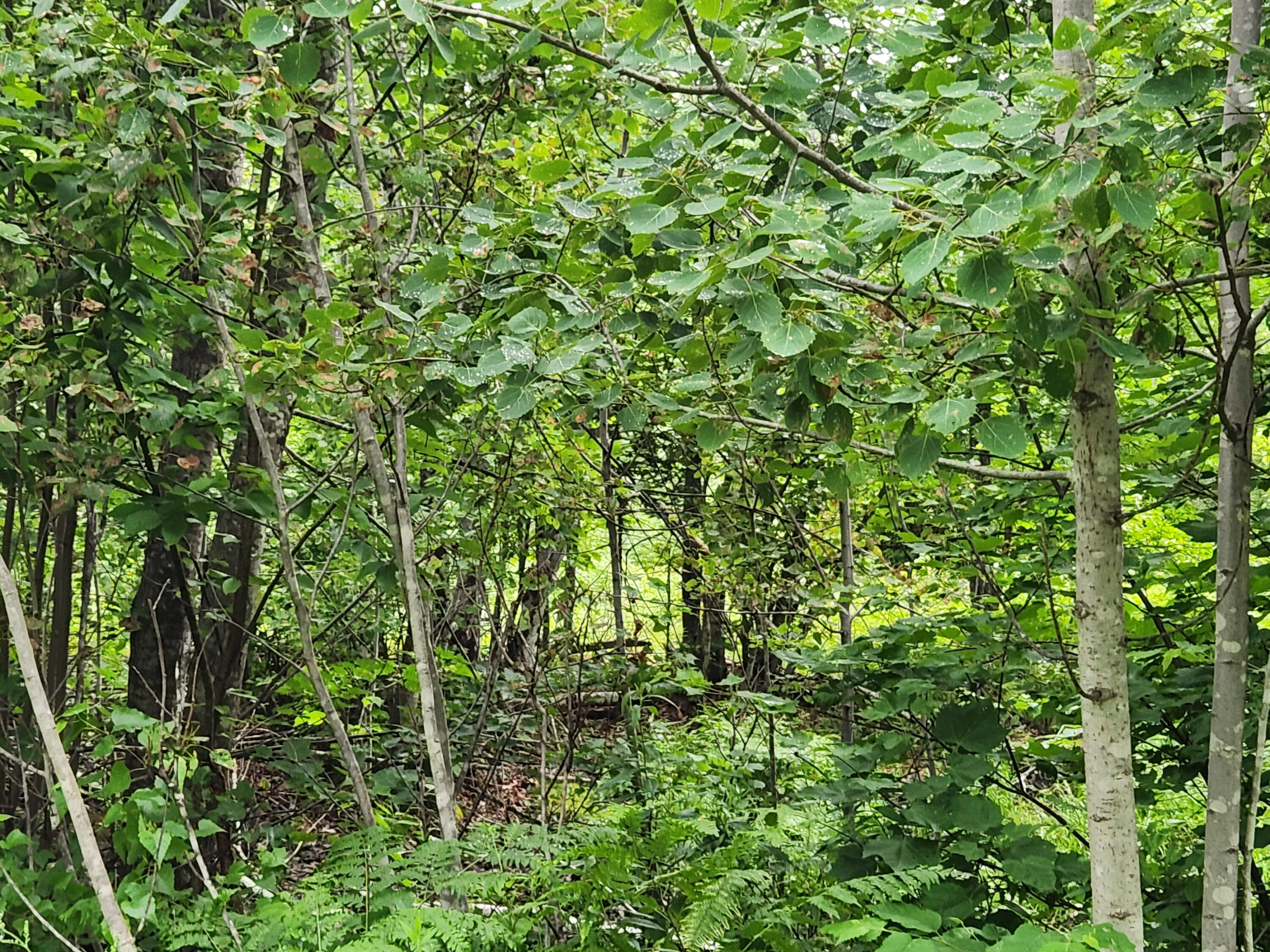 Lot B Blackberry Lane Property Photo 3