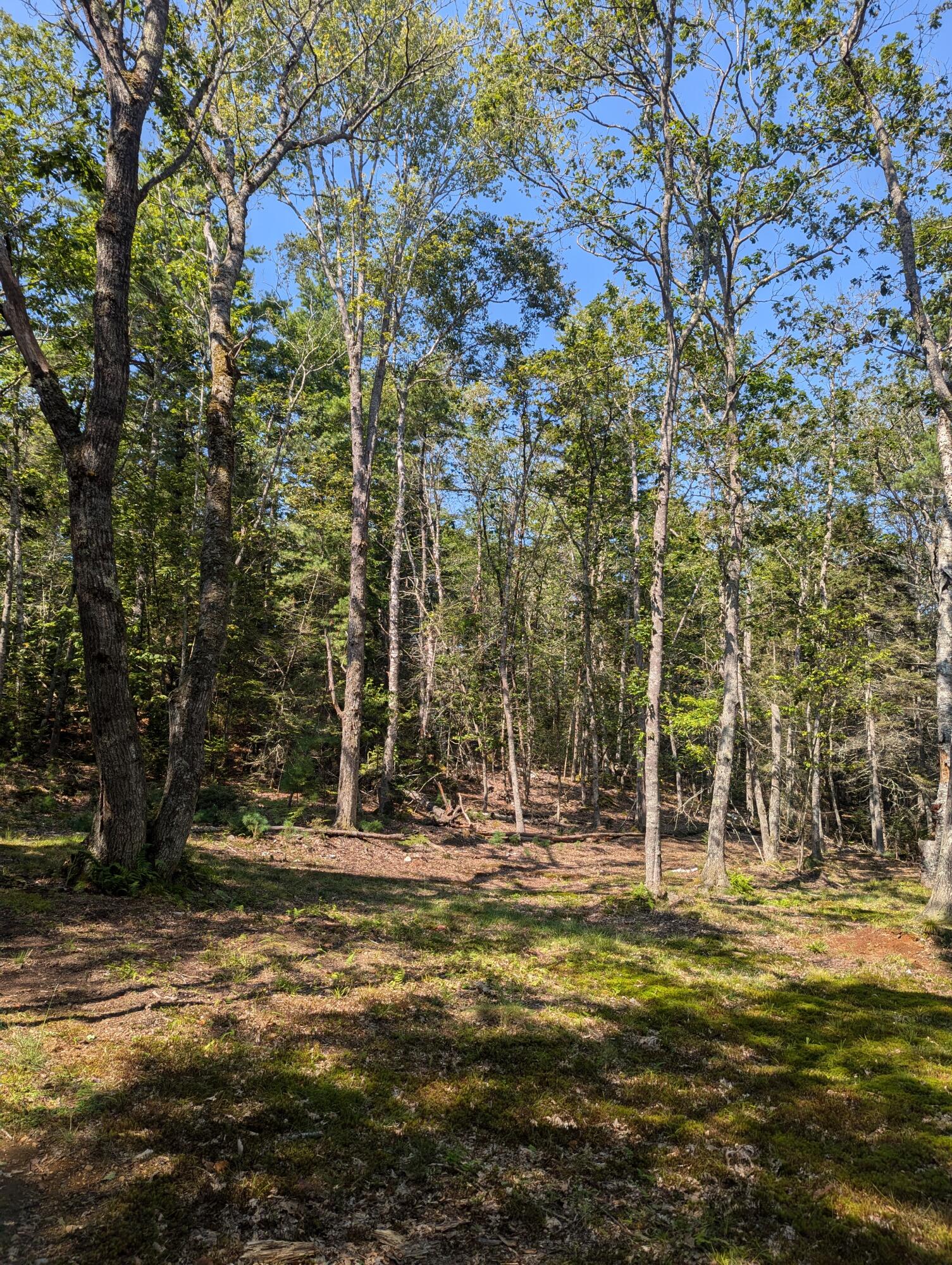 0 Route #144 (main Road) Property Photo 5