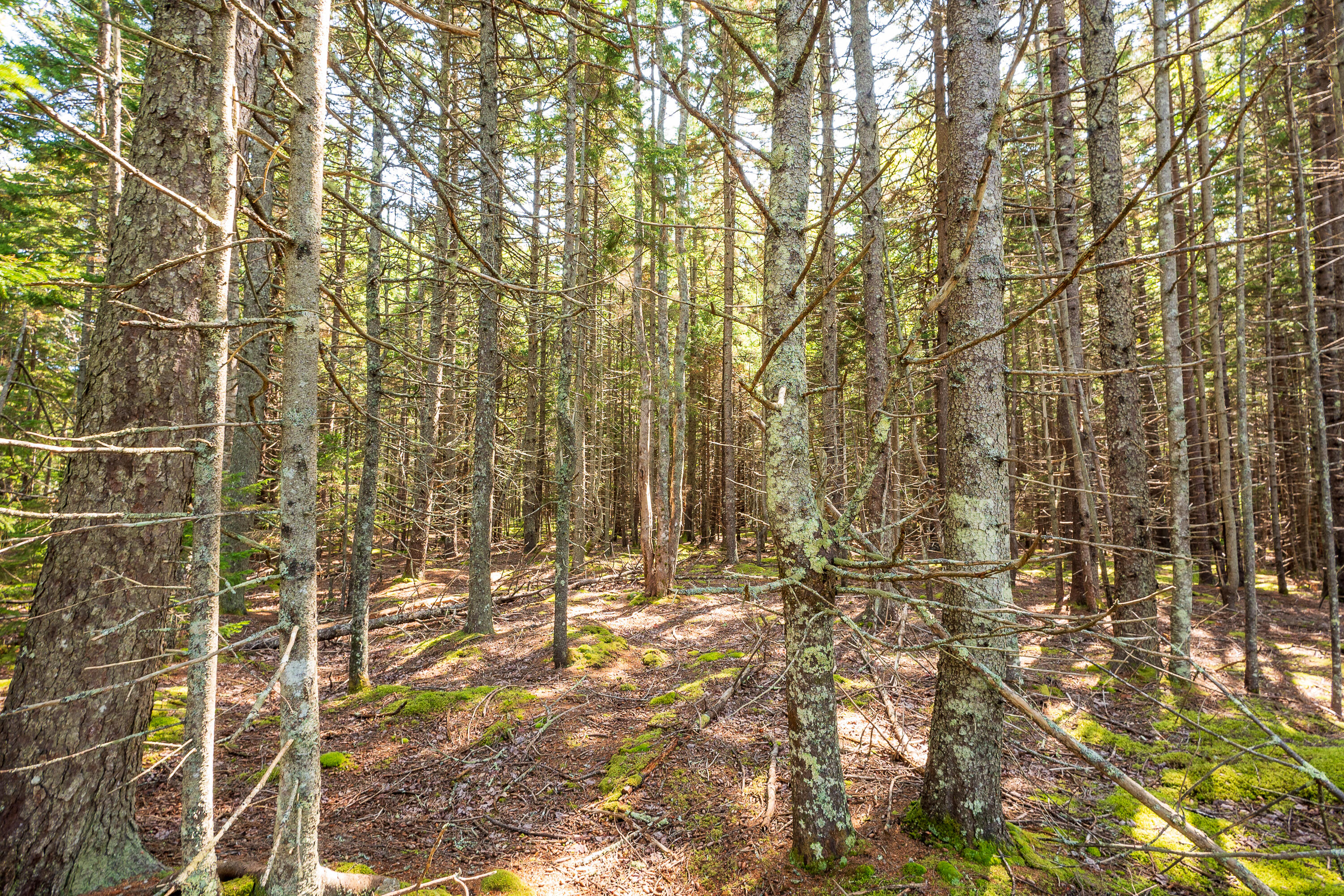 Lot 11 Nahanada Road Property Photo 3