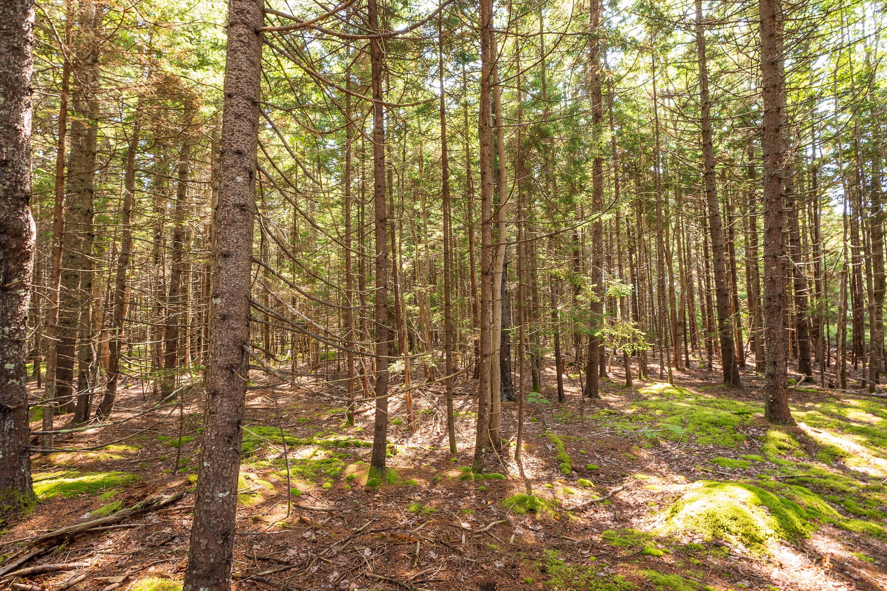 Lot 11 Nahanada Road Property Photo 4