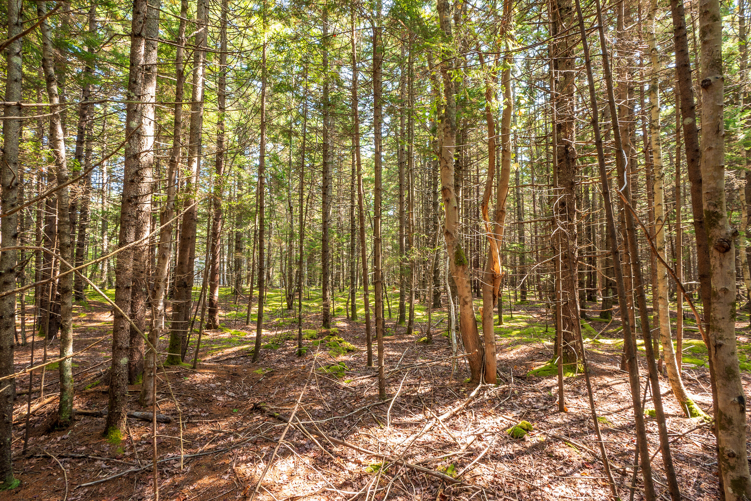 Lot 11 Nahanada Road Property Photo 5
