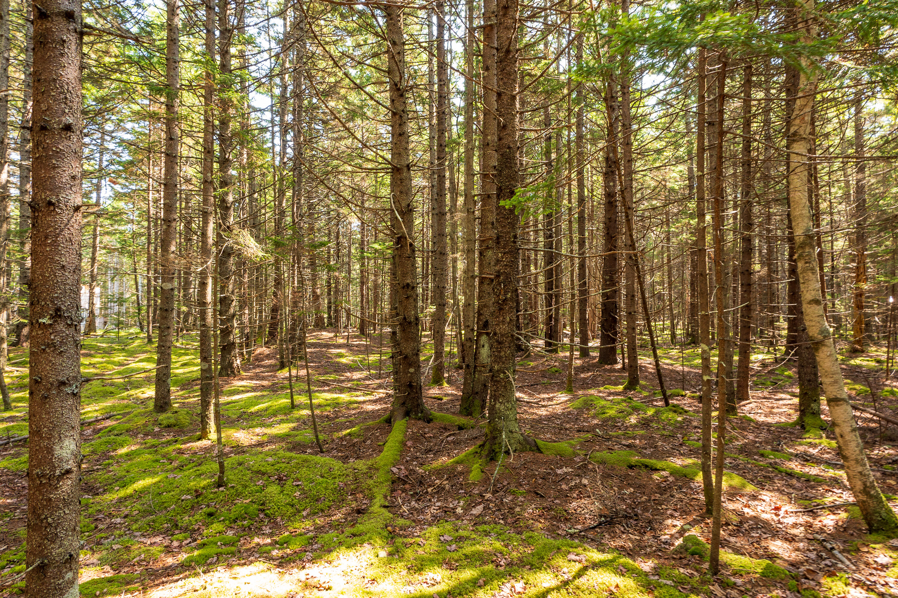 Lot 11 Nahanada Road Property Photo 6