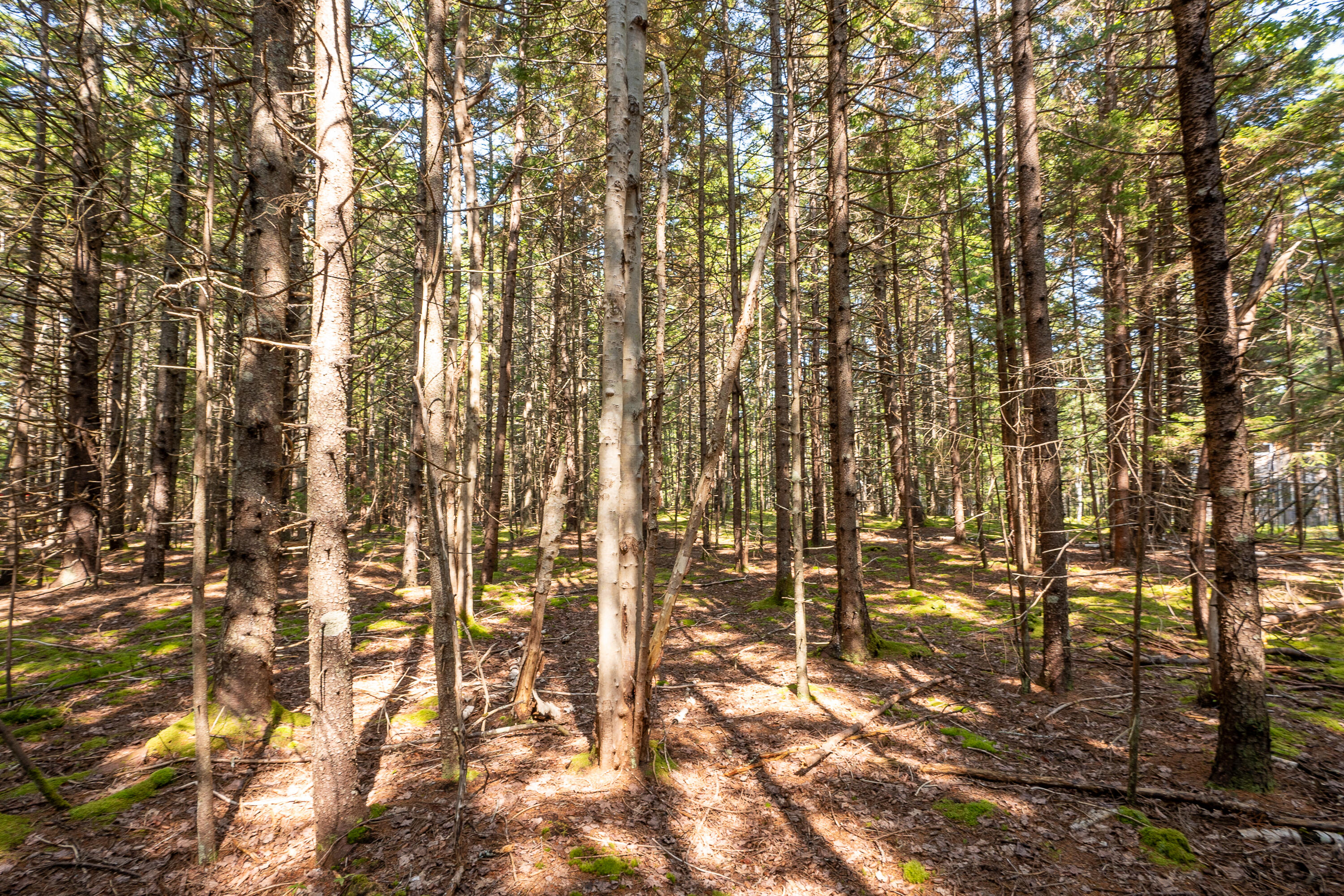 Lot 11 Nahanada Road Property Photo 9