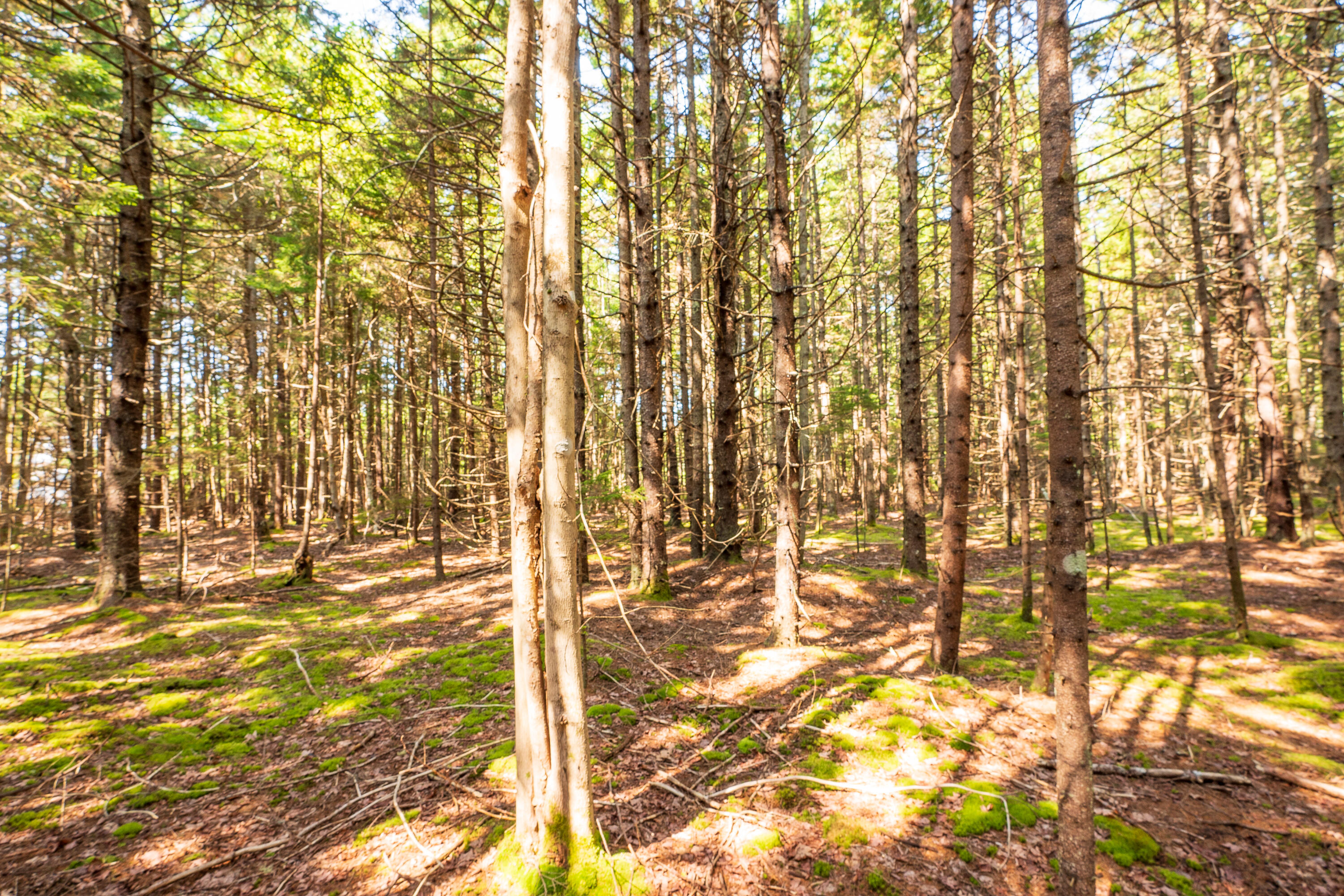 Lot 11 Nahanada Road Property Photo 10