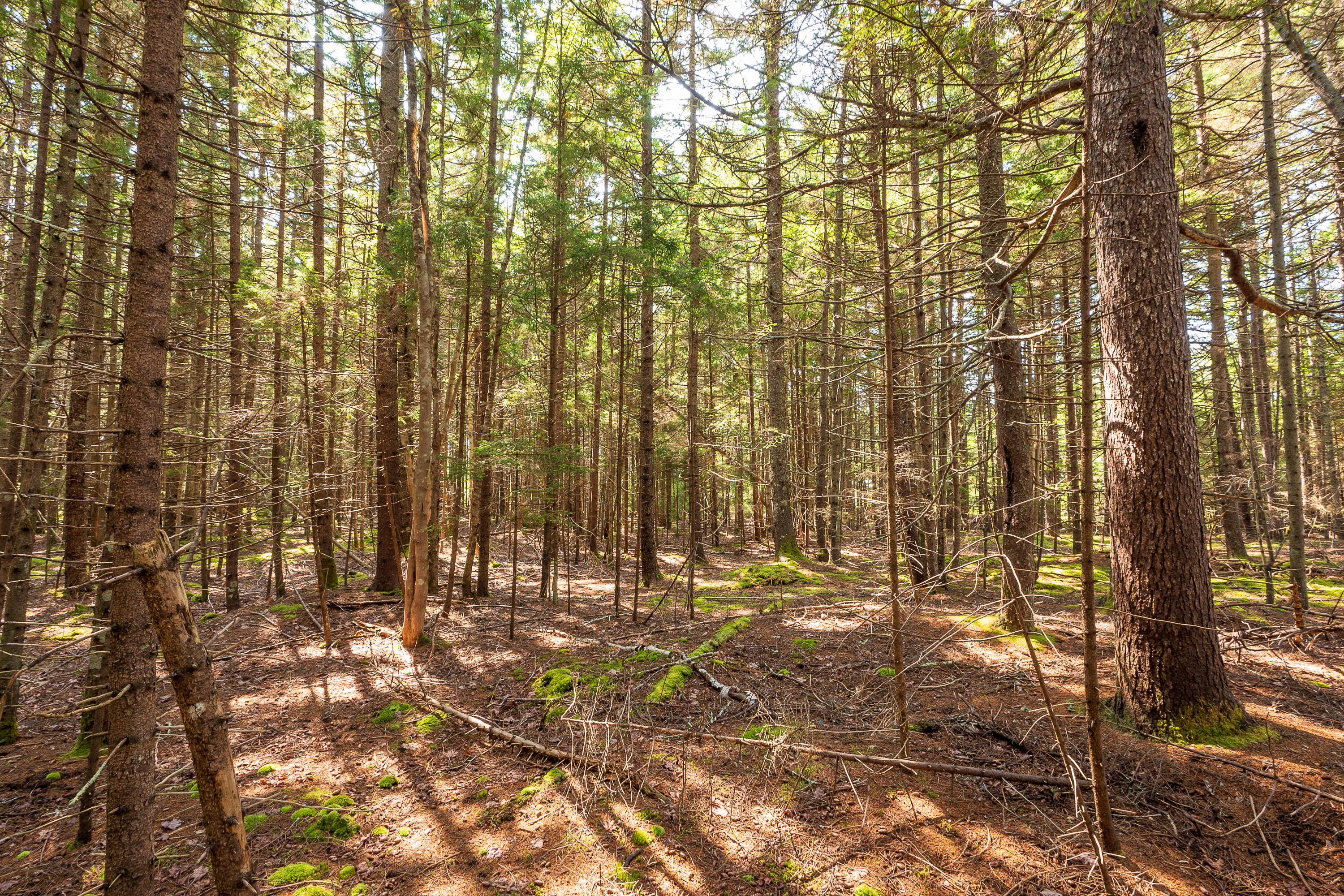 Lot 11 Nahanada Road Property Photo 11