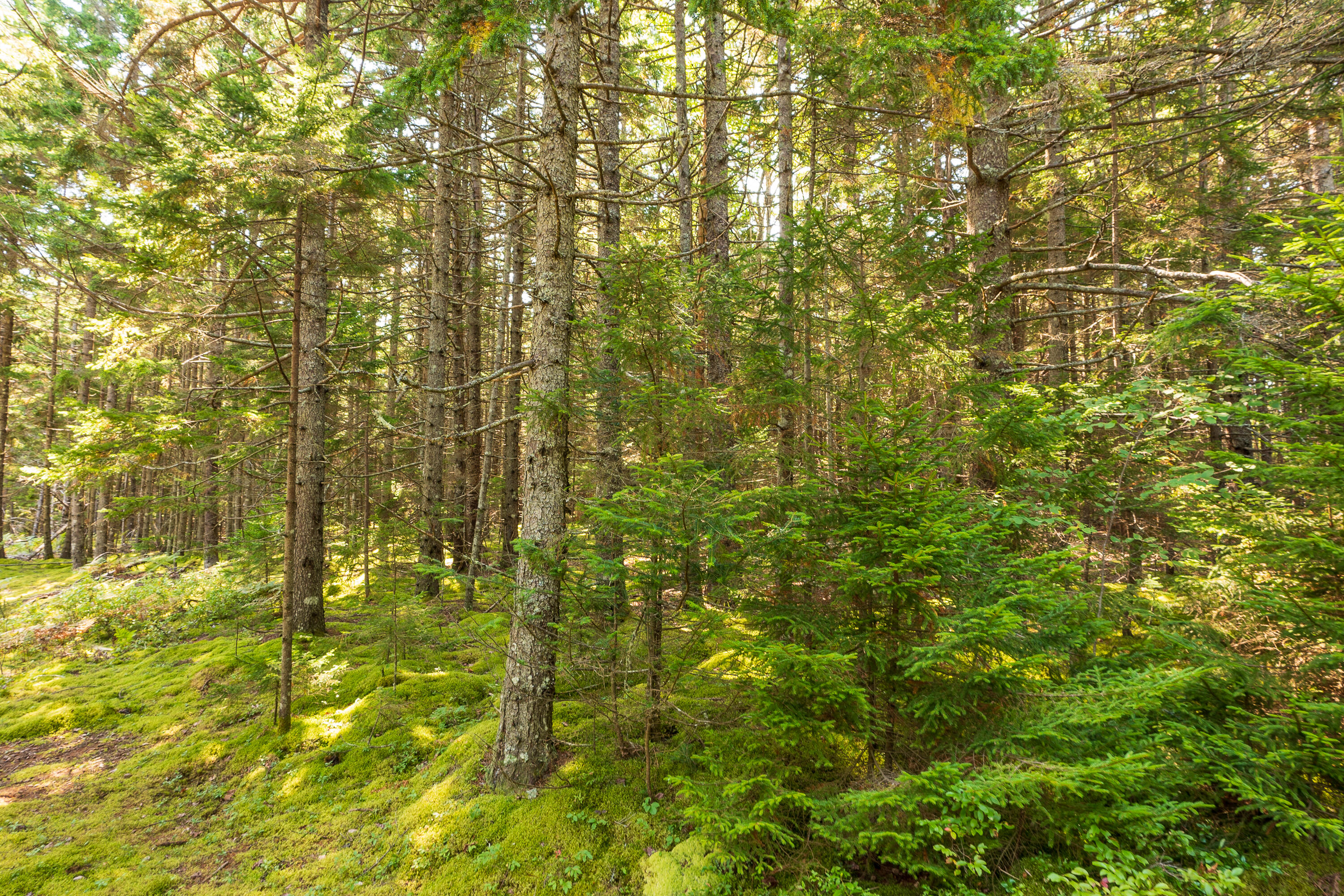 Lot 11 Nahanada Road Property Photo 12