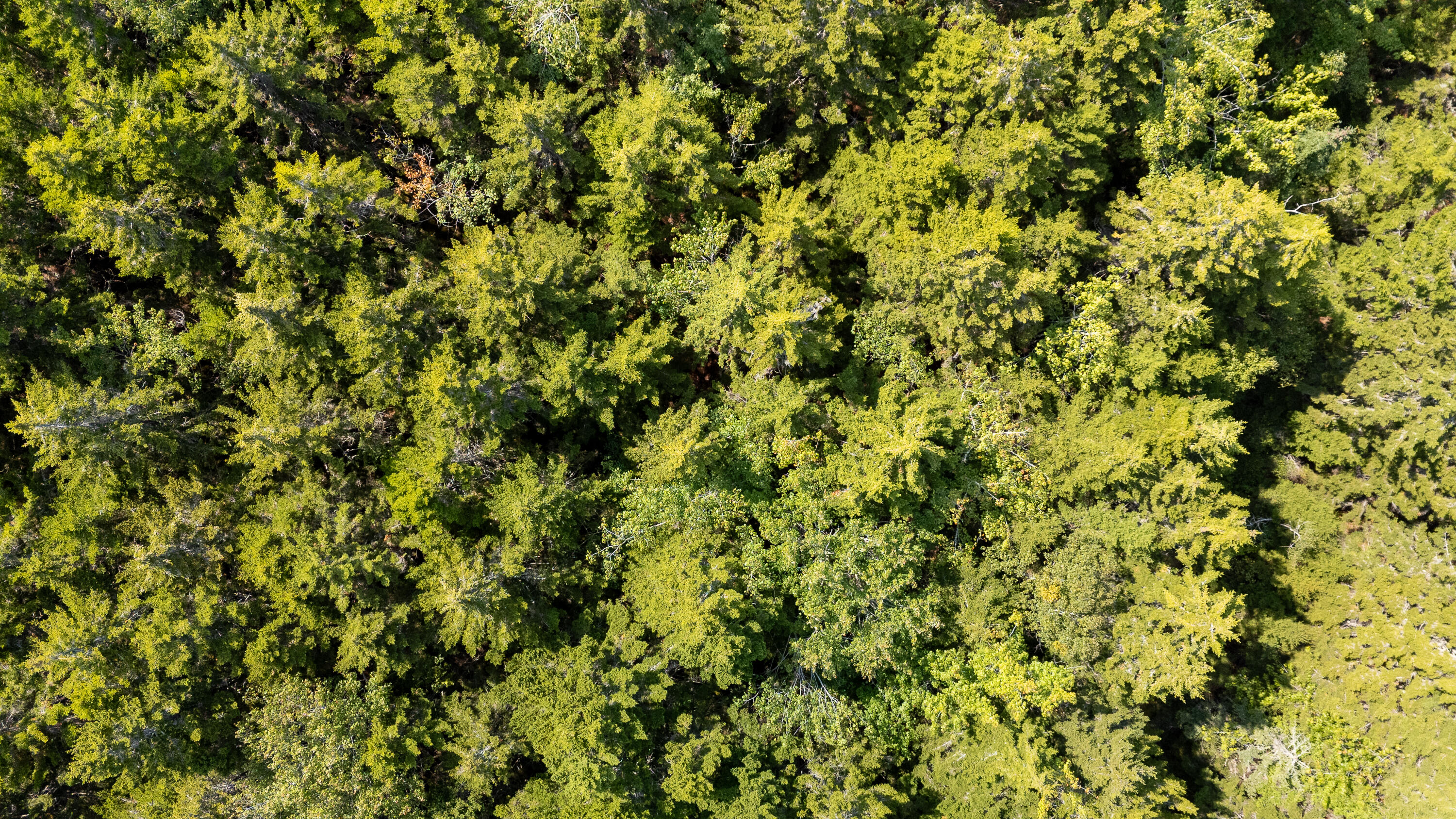 Lot 11 Nahanada Road Property Photo 14