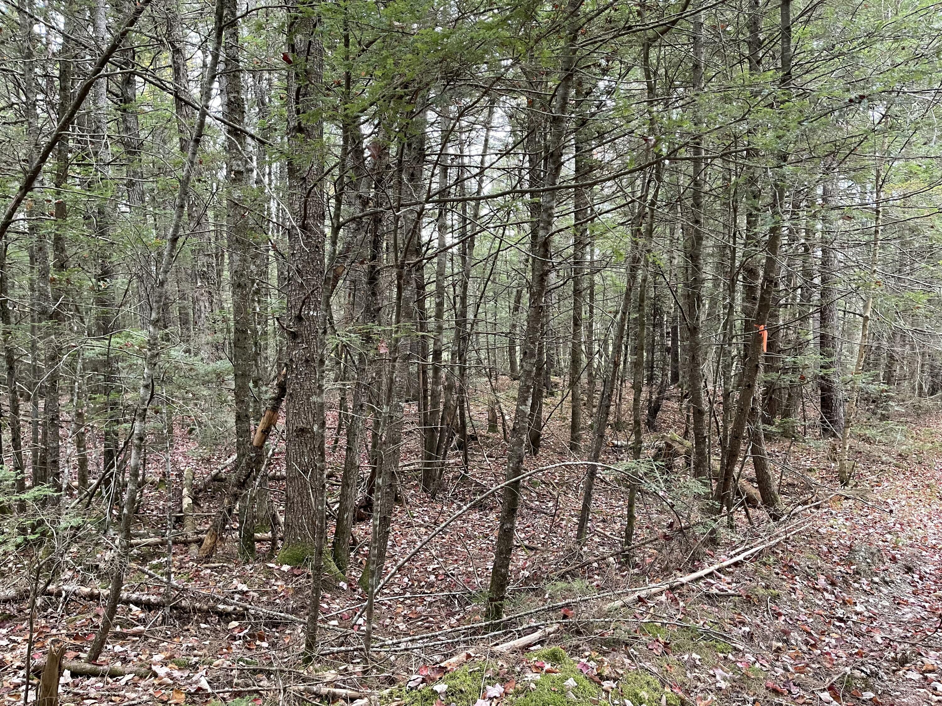 Lot 3-b West Branch Road Property Photo 7