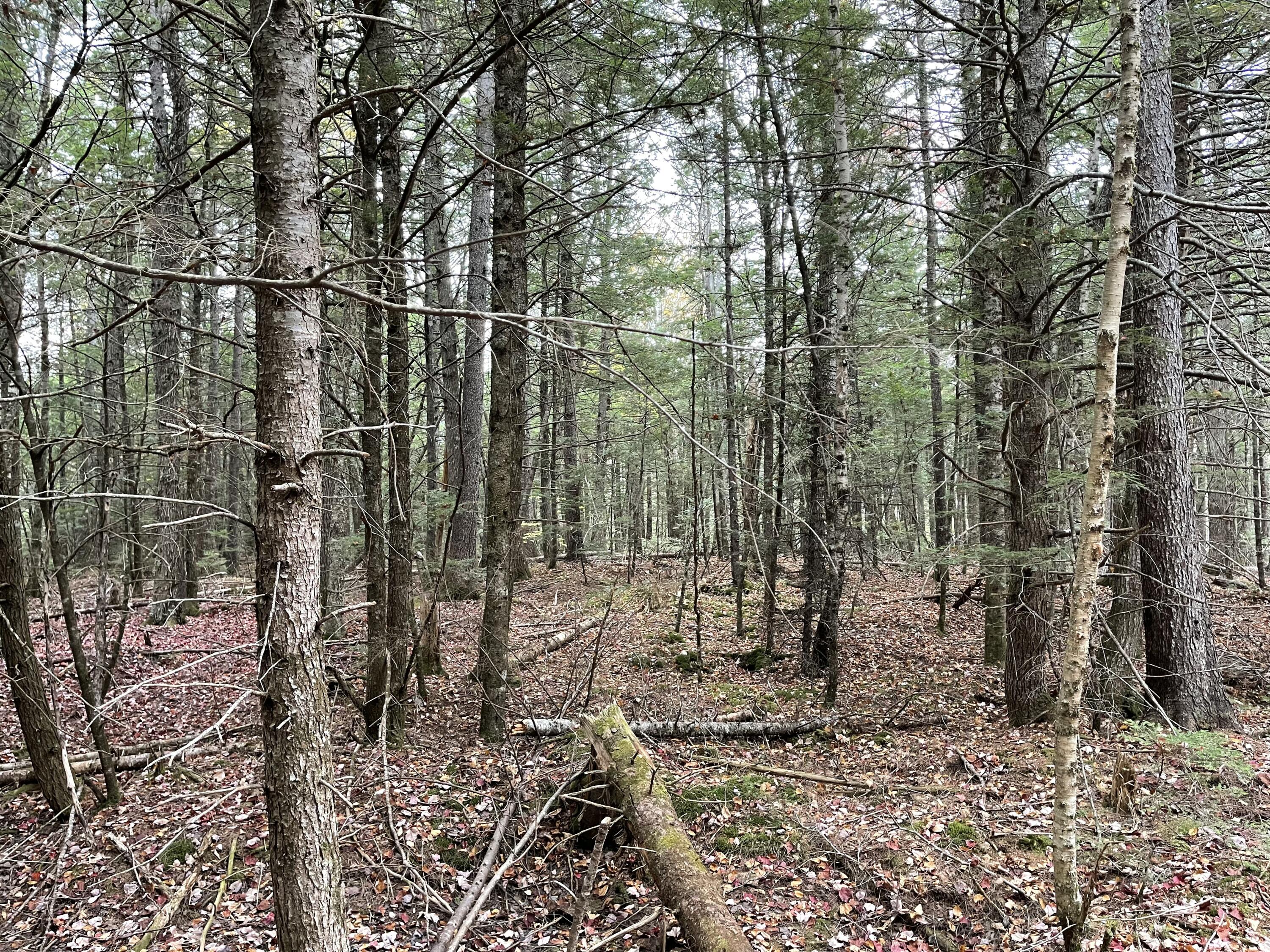 Lot 3-b West Branch Road Property Photo 10