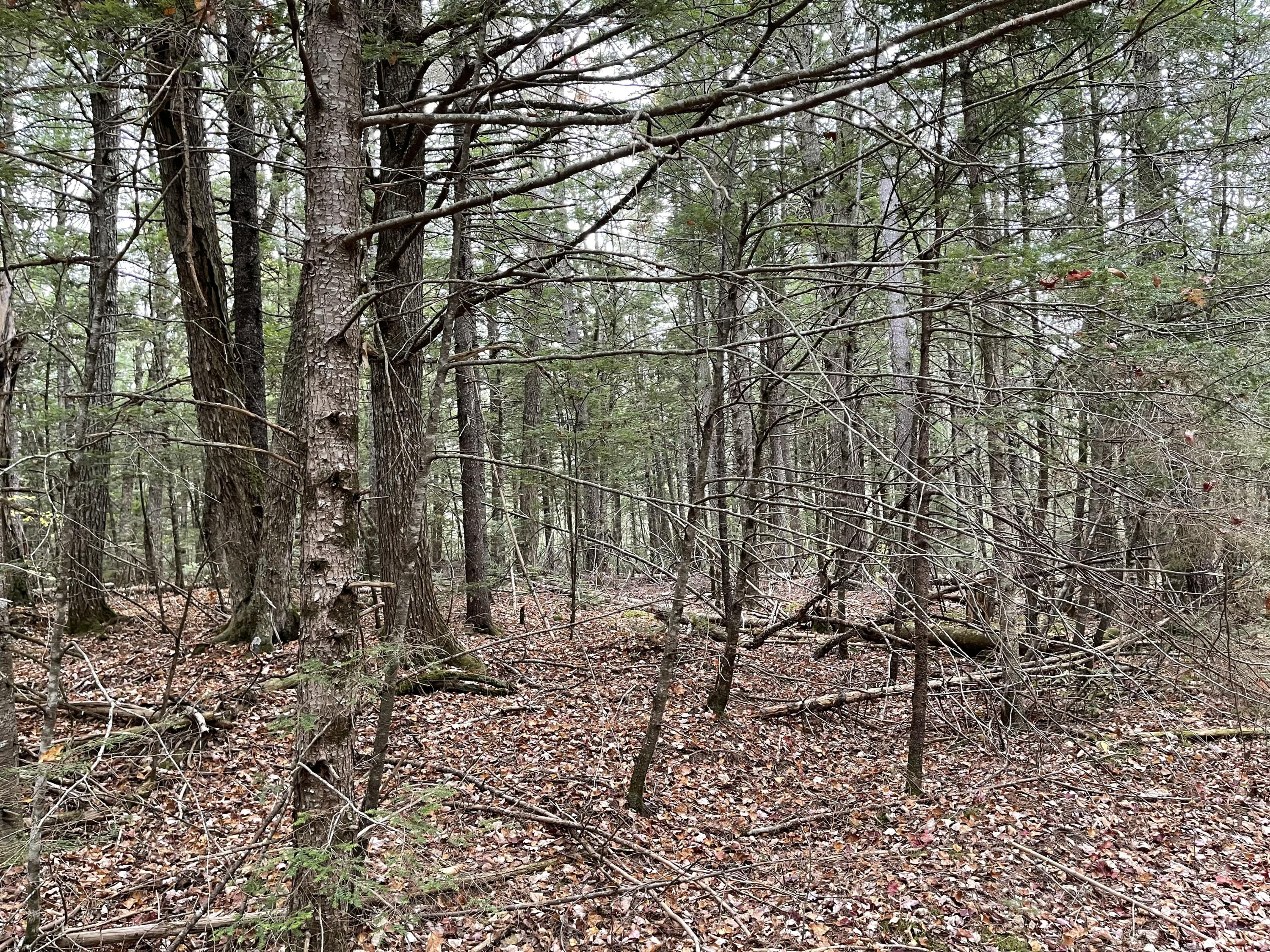 Lot 3-b West Branch Road Property Photo 12