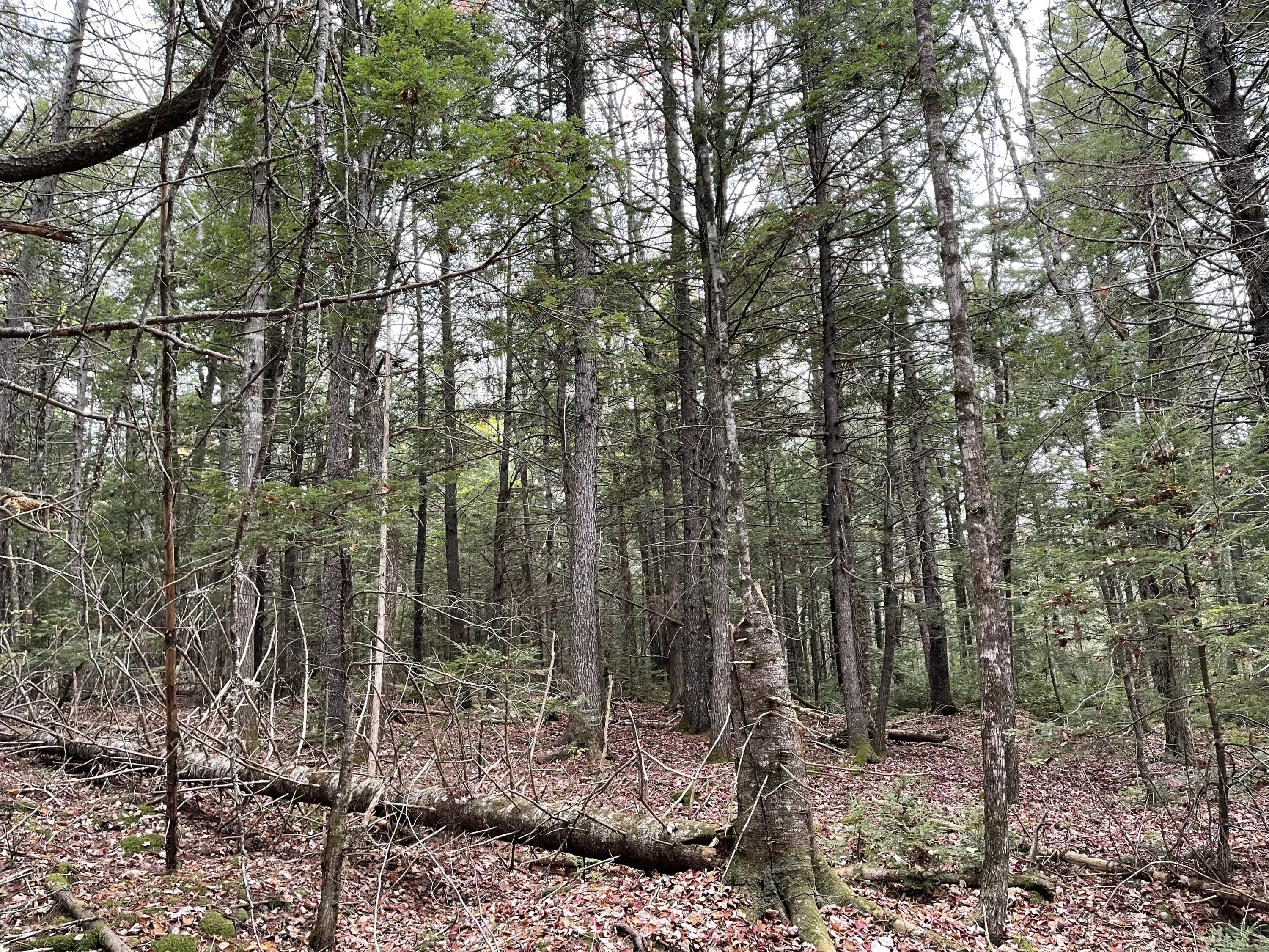Lot 3-b West Branch Road Property Photo 14