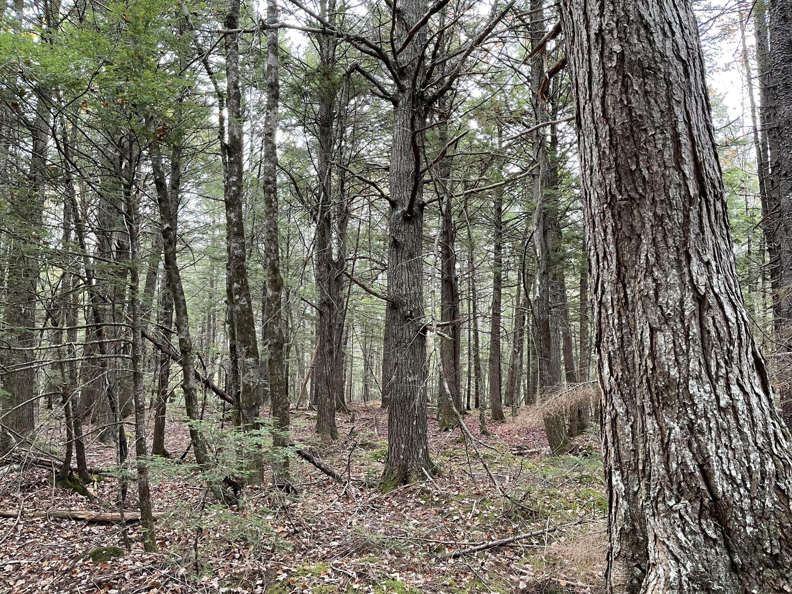 Lot 3-b West Branch Road Property Photo 15