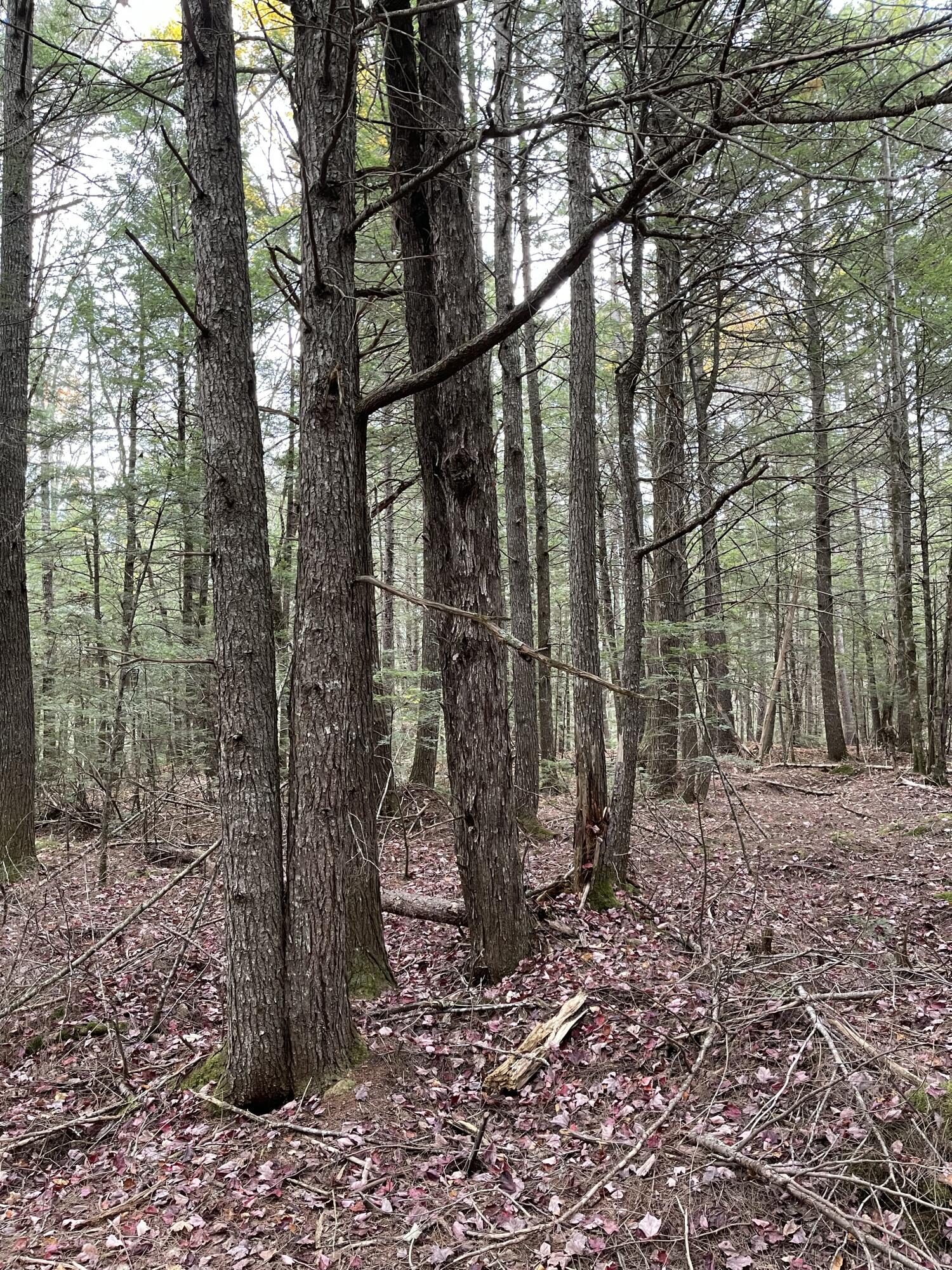 Lot 3-b West Branch Road Property Photo 18