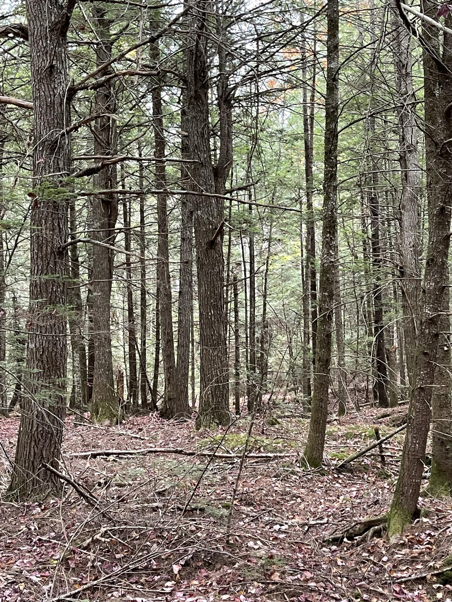 Lot 3-b West Branch Road Property Photo 19