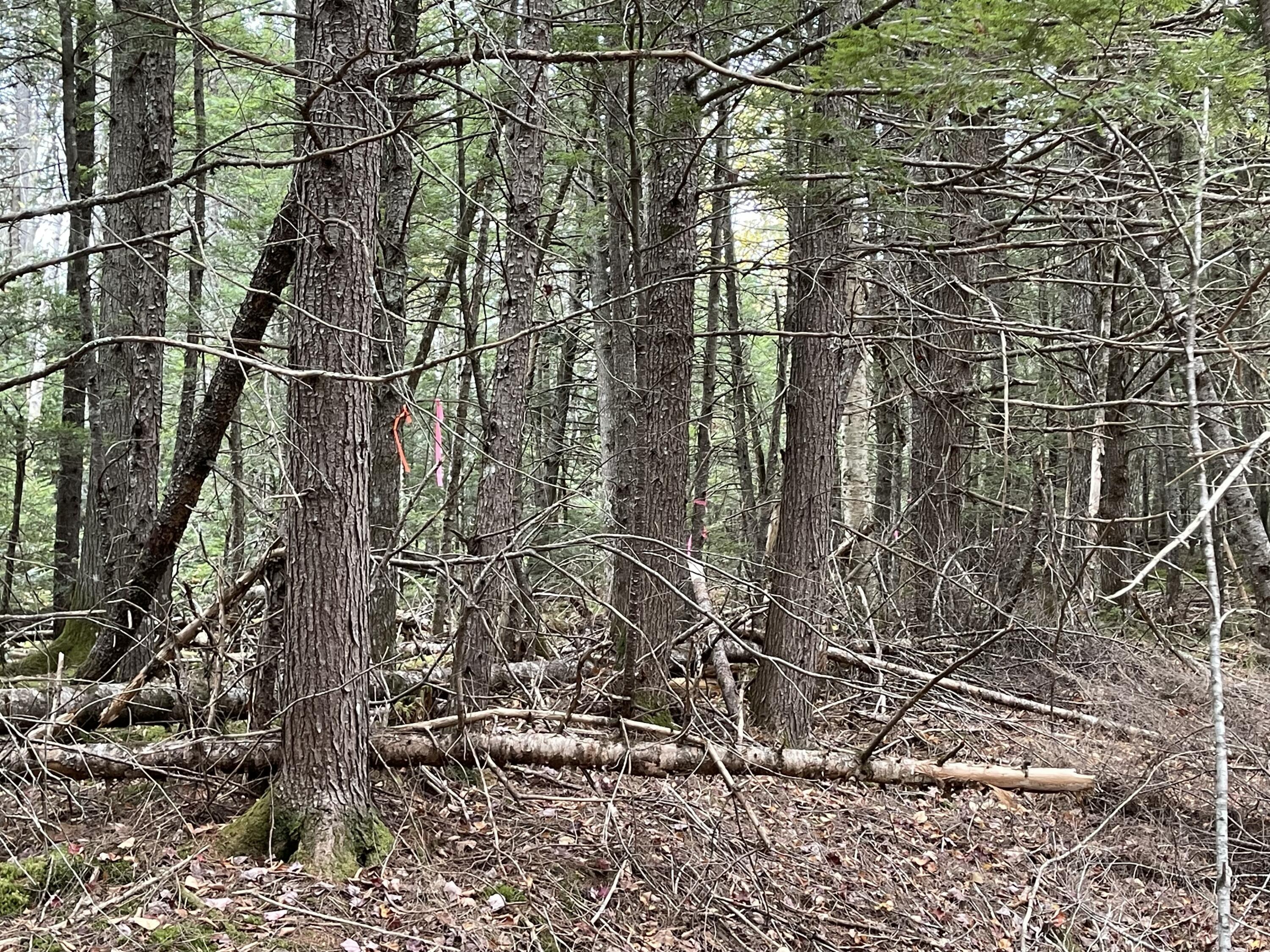 Lot 3-b West Branch Road Property Photo 20
