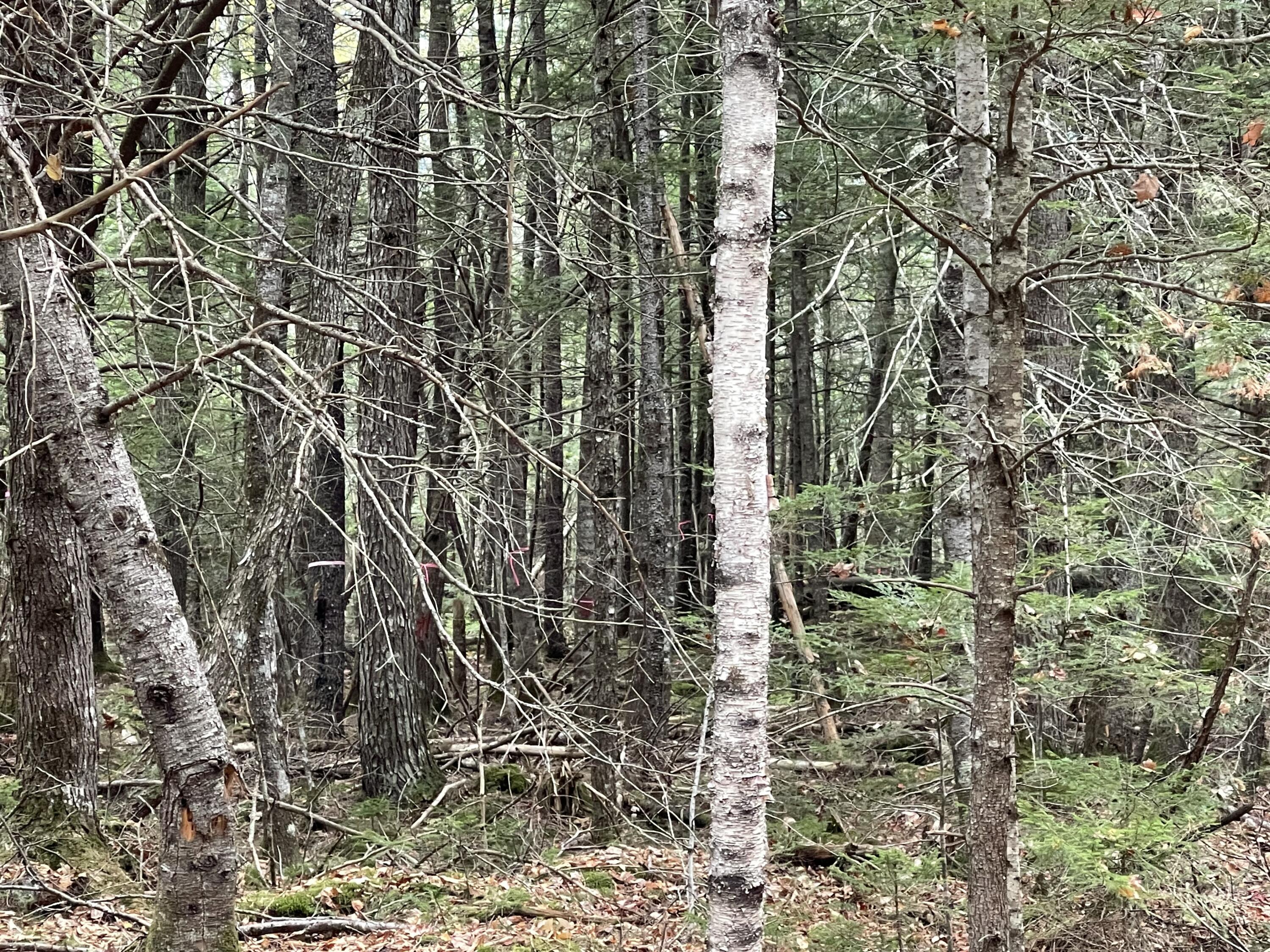 Lot 3-b West Branch Road Property Photo 21