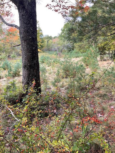 Map4lot3 E Bucksport Road Property Photo 14