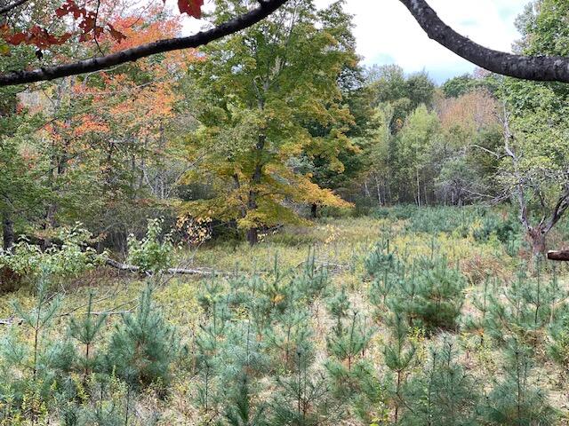 Map4lot3 E Bucksport Road Property Photo 16
