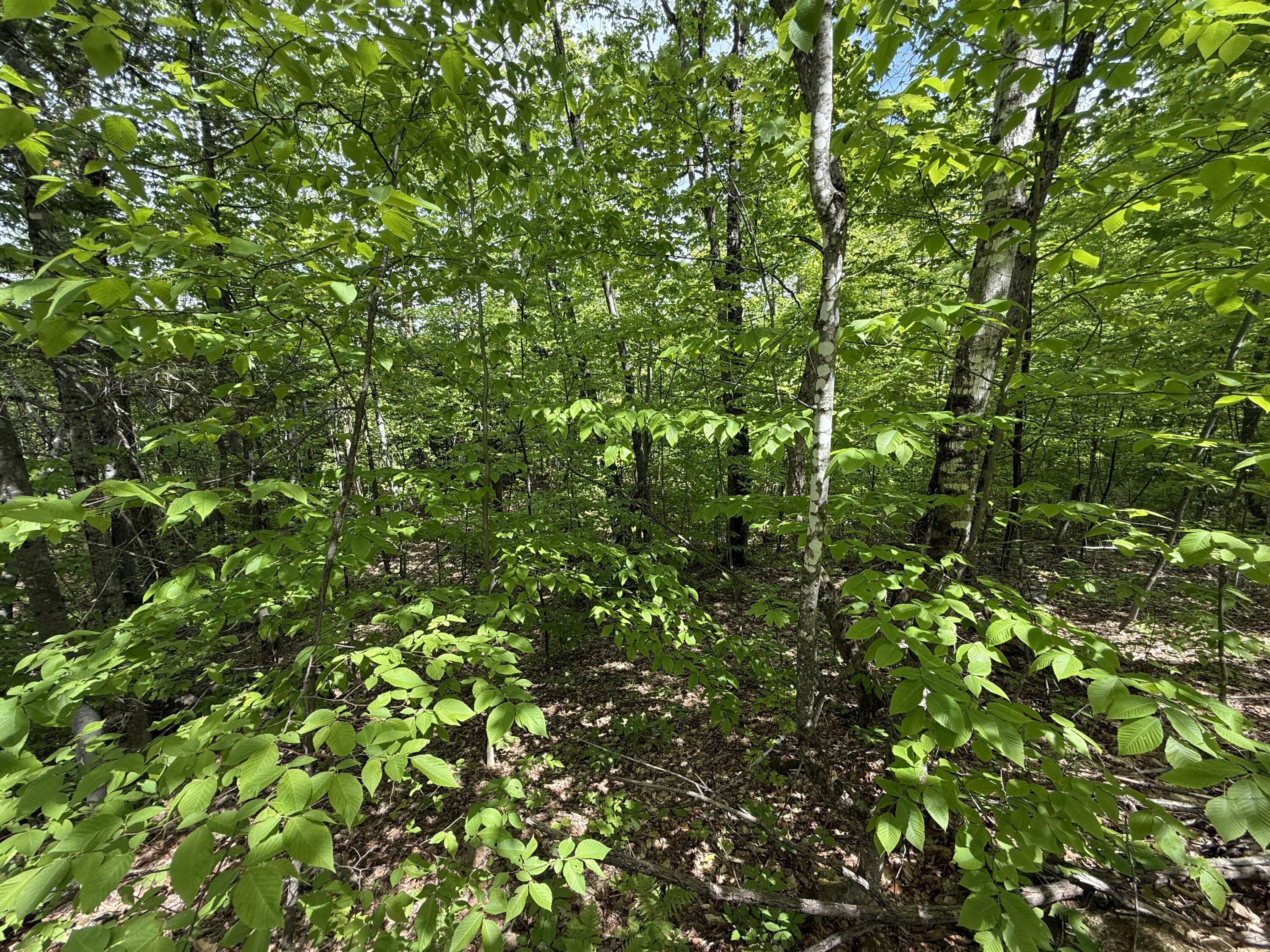 R6l9 Dickey Mills Road Property Photo 2